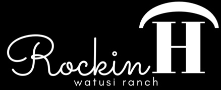 Rockin H Watusi