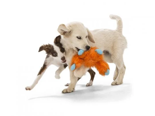 JEFFERSON_COSBY-RED MINI AUSSIE PUP_SCOTIA-GOLDEN RETRVR PUP_2.JPG
