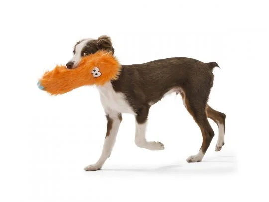 CUSTER_CROSBY_RED MINI AUSSIE.JPG