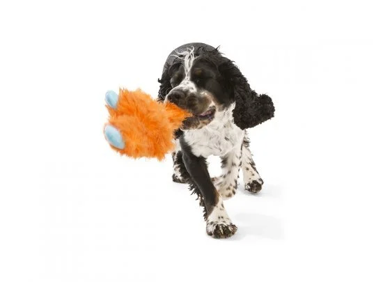 LINCOLN_TUI_SPRINGER SPANIEL_4.JPG