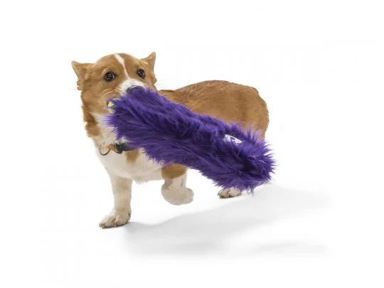 CUSTER_GEORGE_CORGI.JPG