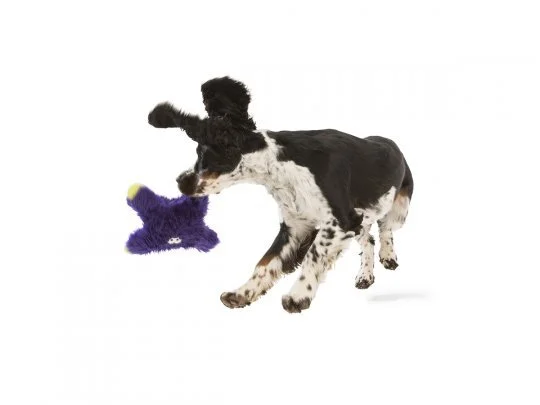 LINCOLN_TUI_SPRINGER SPANIEL_3.JPG