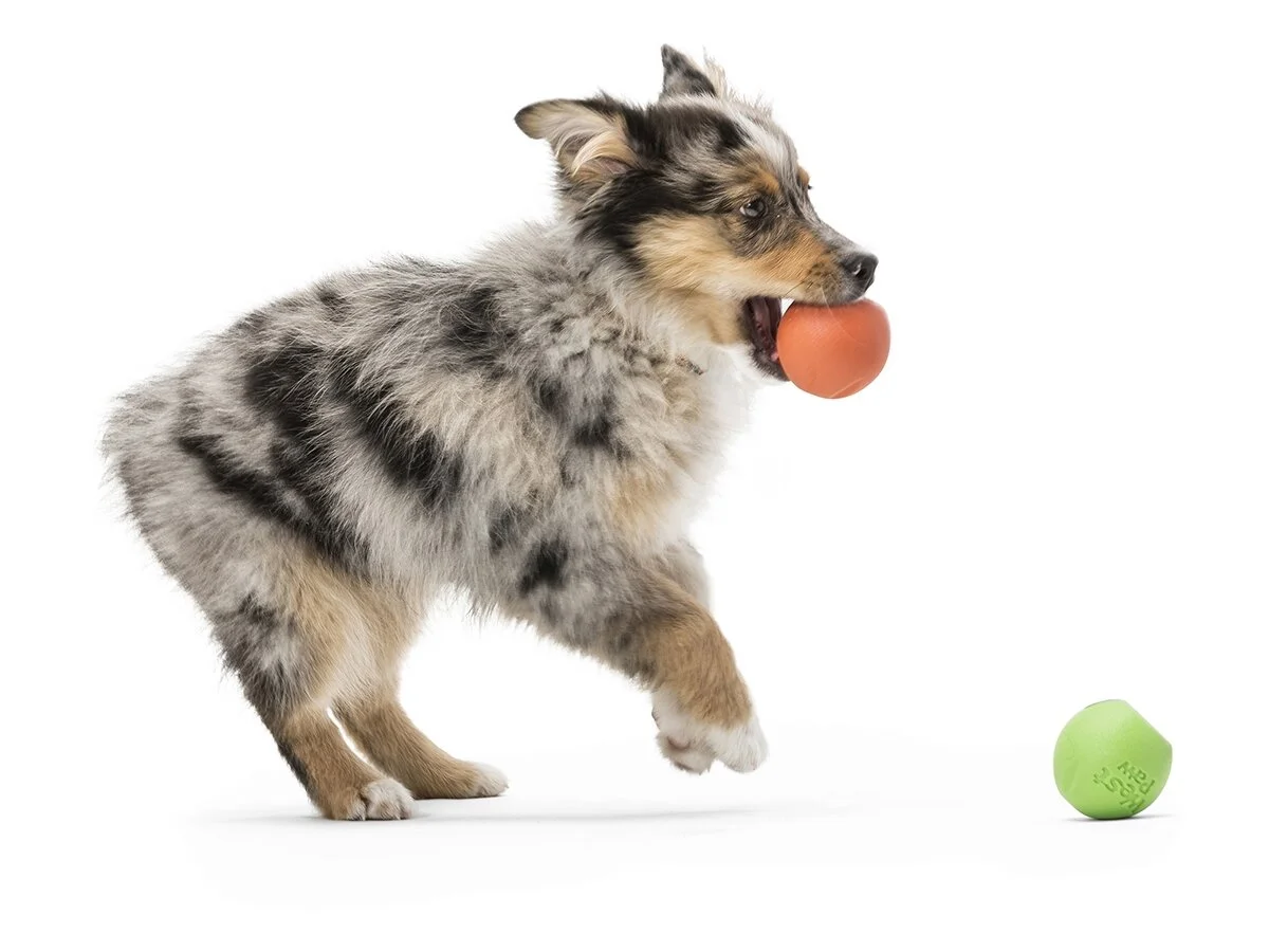rando_melon_aussie_puppy_in_mouth_2_1_.jpeg