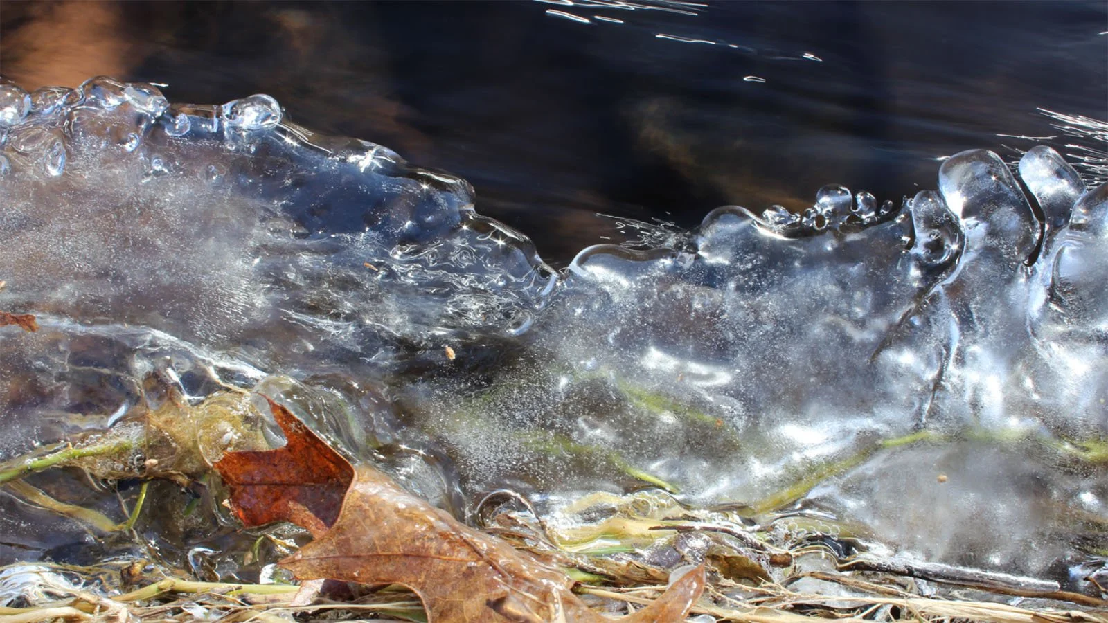 trees_and_ice_1.jpg