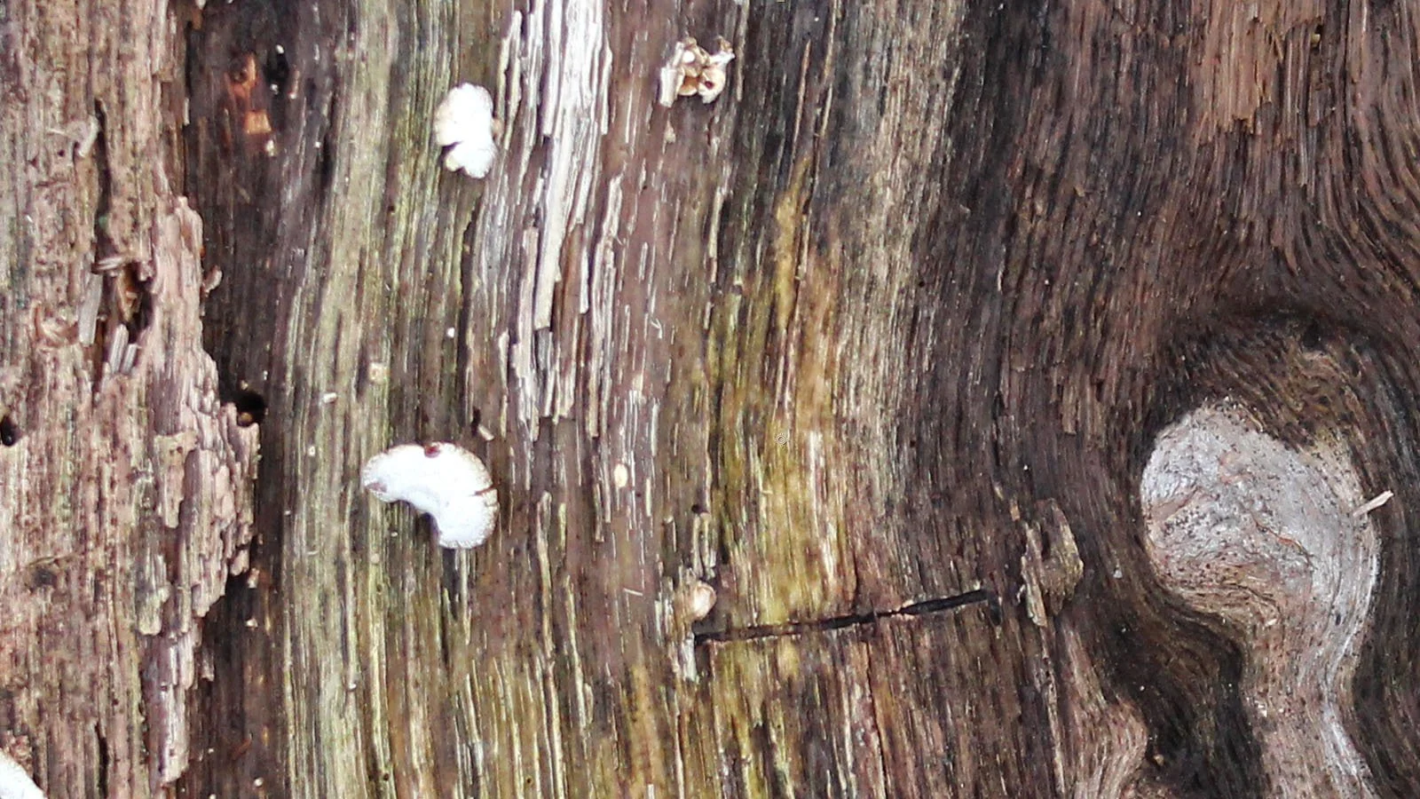 trees_and_ice_3.jpg