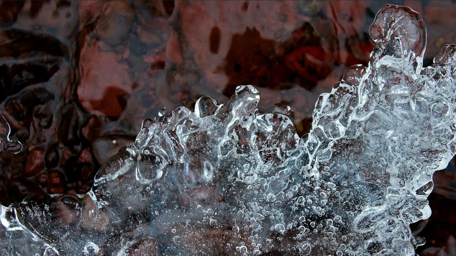 trees_and_ice_5.jpg