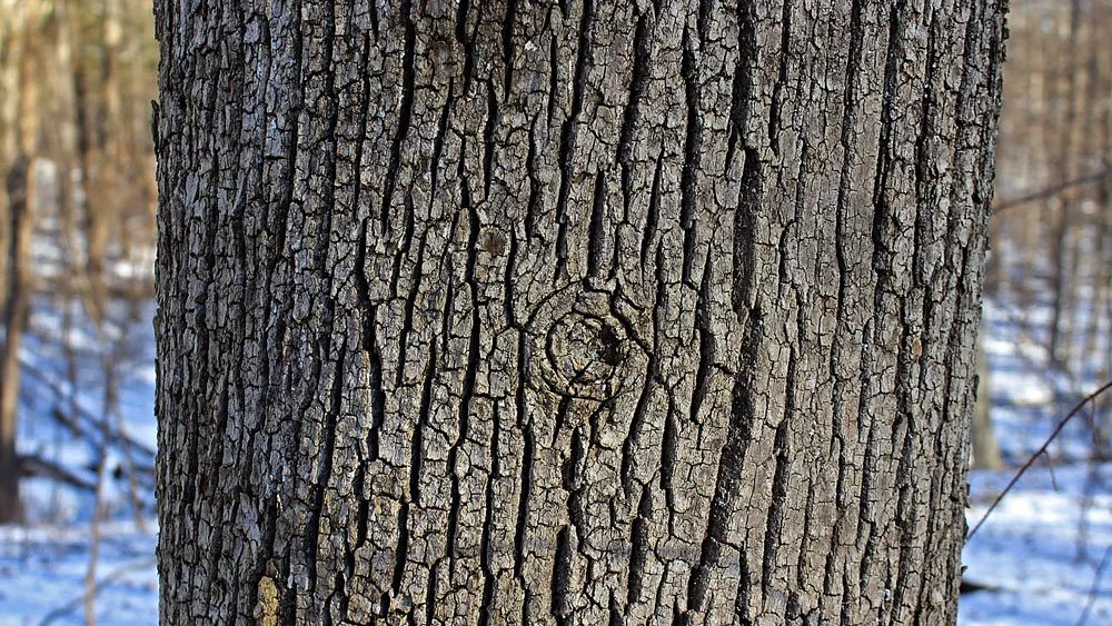 trees_and_ice_7.jpg