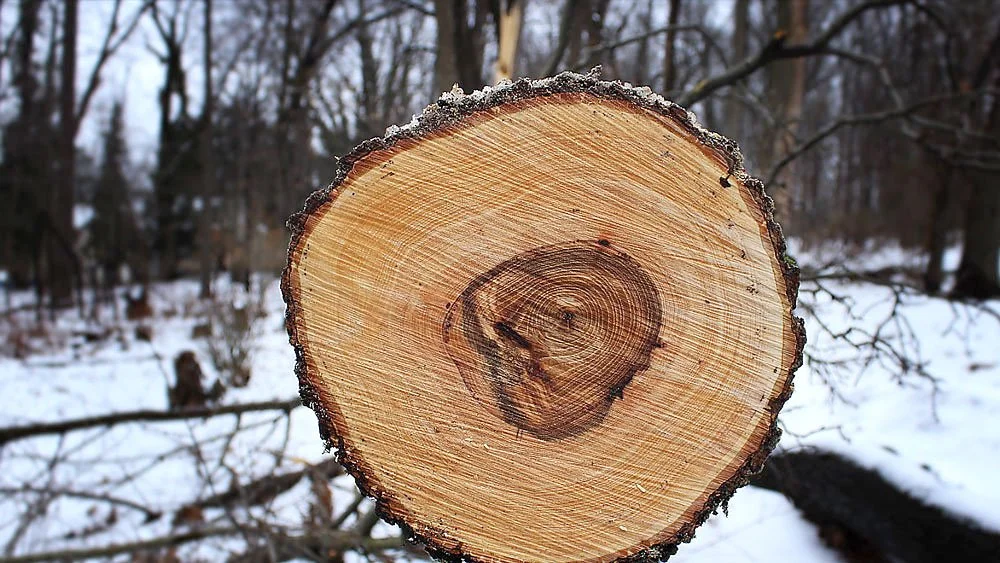 trees_and_ice_8.jpg