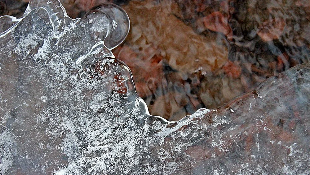 trees_and_ice_9.jpg