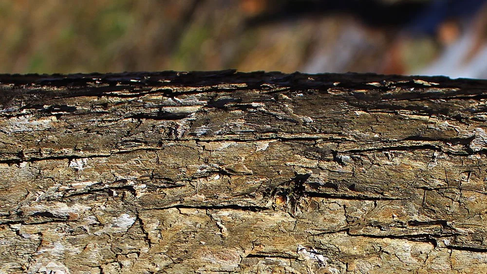 trees_and_ice_11.jpg