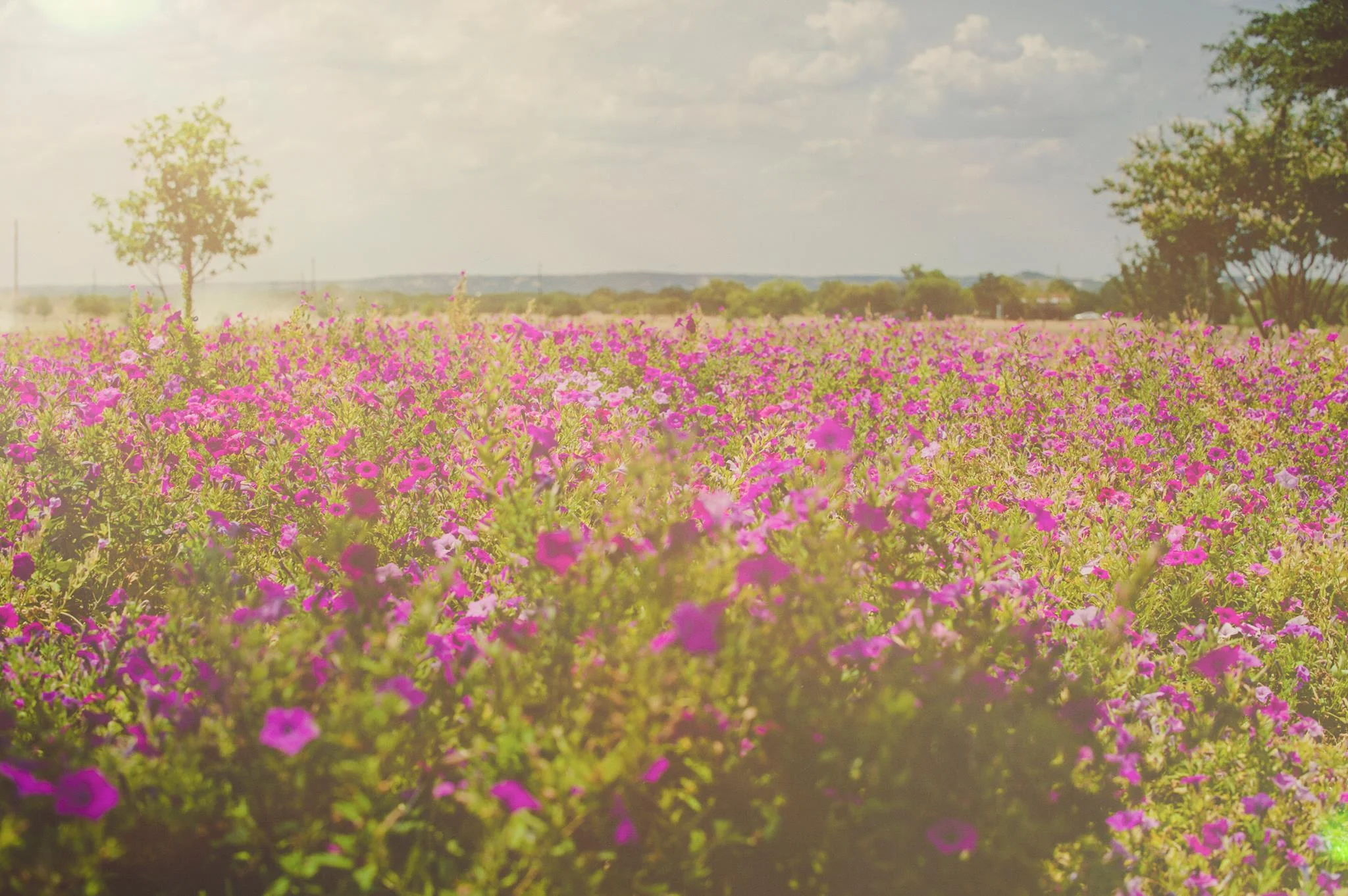 wildflowers.jpg
