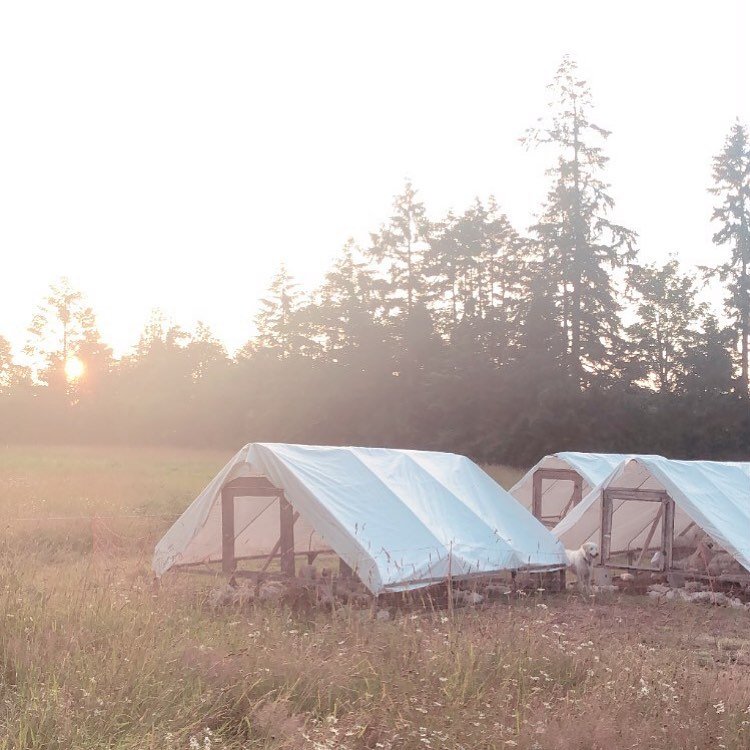 Pastured Poultry Glassen Farms.jpg