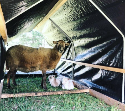 Lamb — Glassen Farms