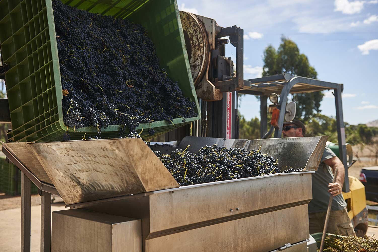 flynns-wines-loading-grapes-into-hopper.jpg