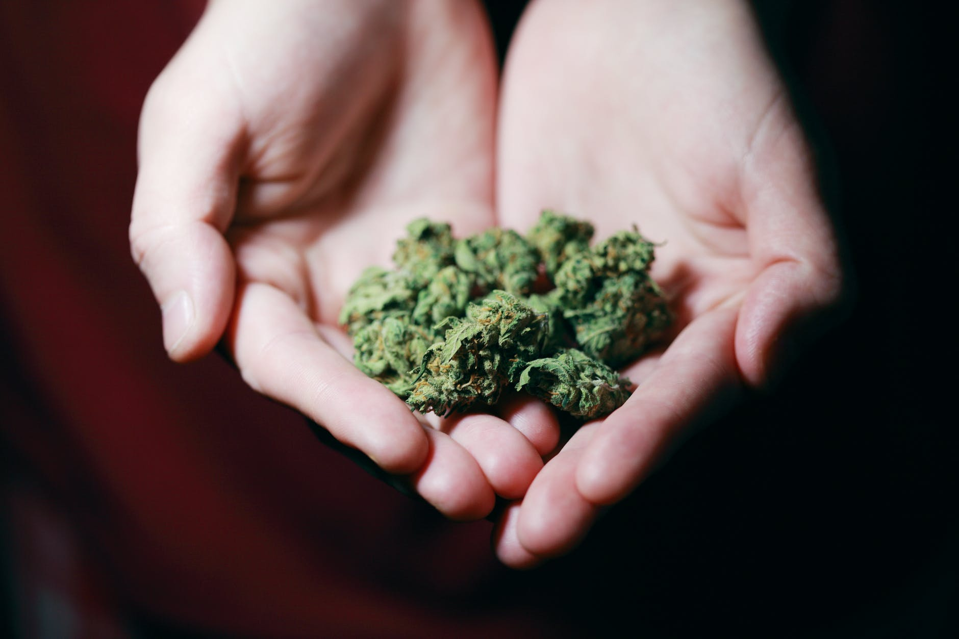 Image source:&nbsp;https://www.pexels.com/photo/kush-in-close-up-photography-3676962/