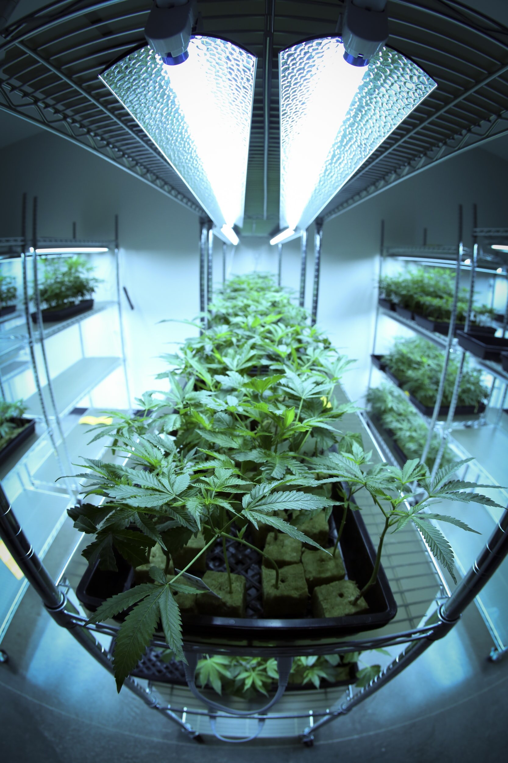 How Is Technology Changing The Environment In The Cannabis Industry?