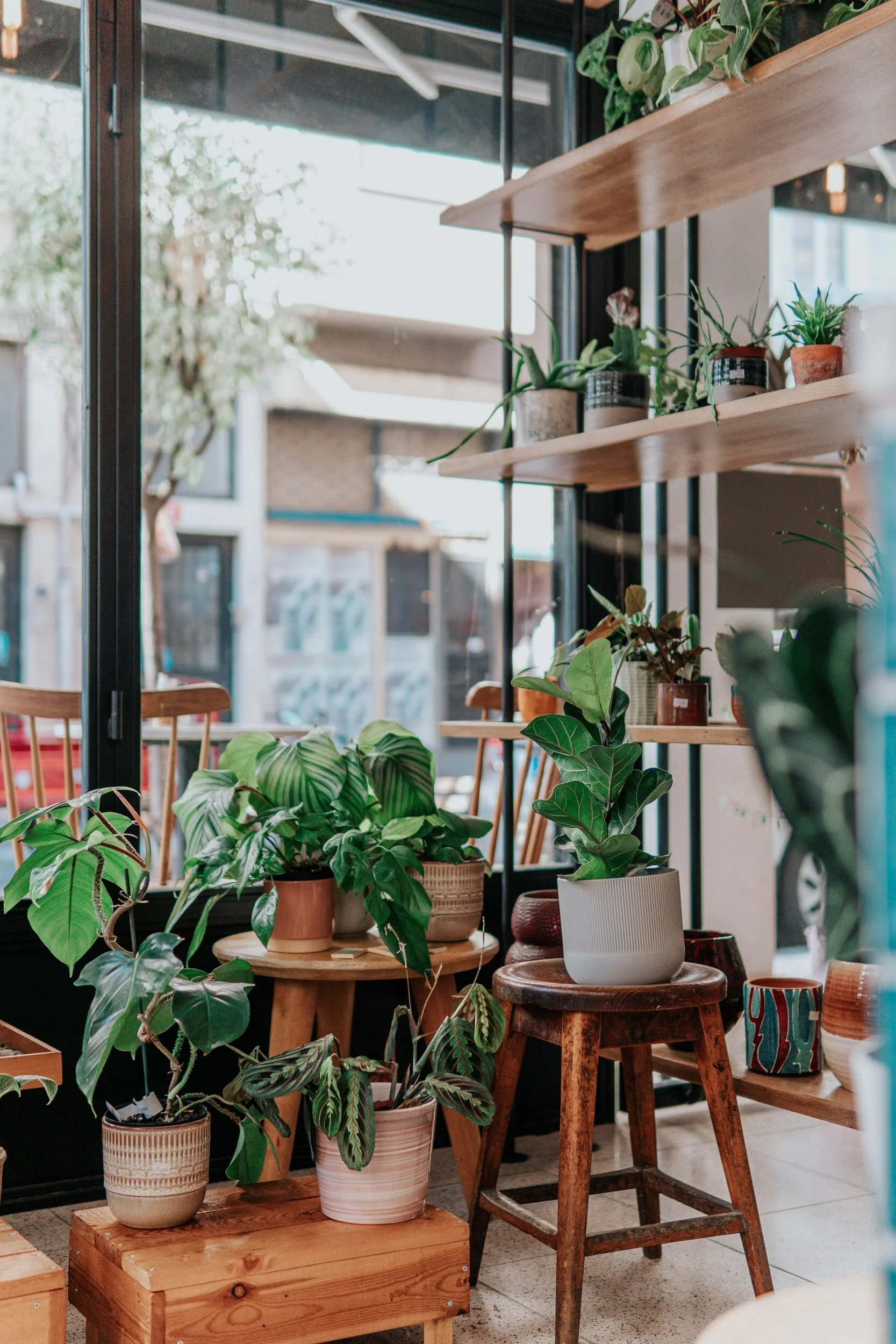 Happy Earth Day: How to Move Plants Long Distance And Keep Them Alive