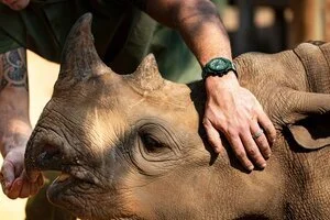 Hublot Presents Its New Big Bang Unico SORAI In Partnership With Rhino Conservation