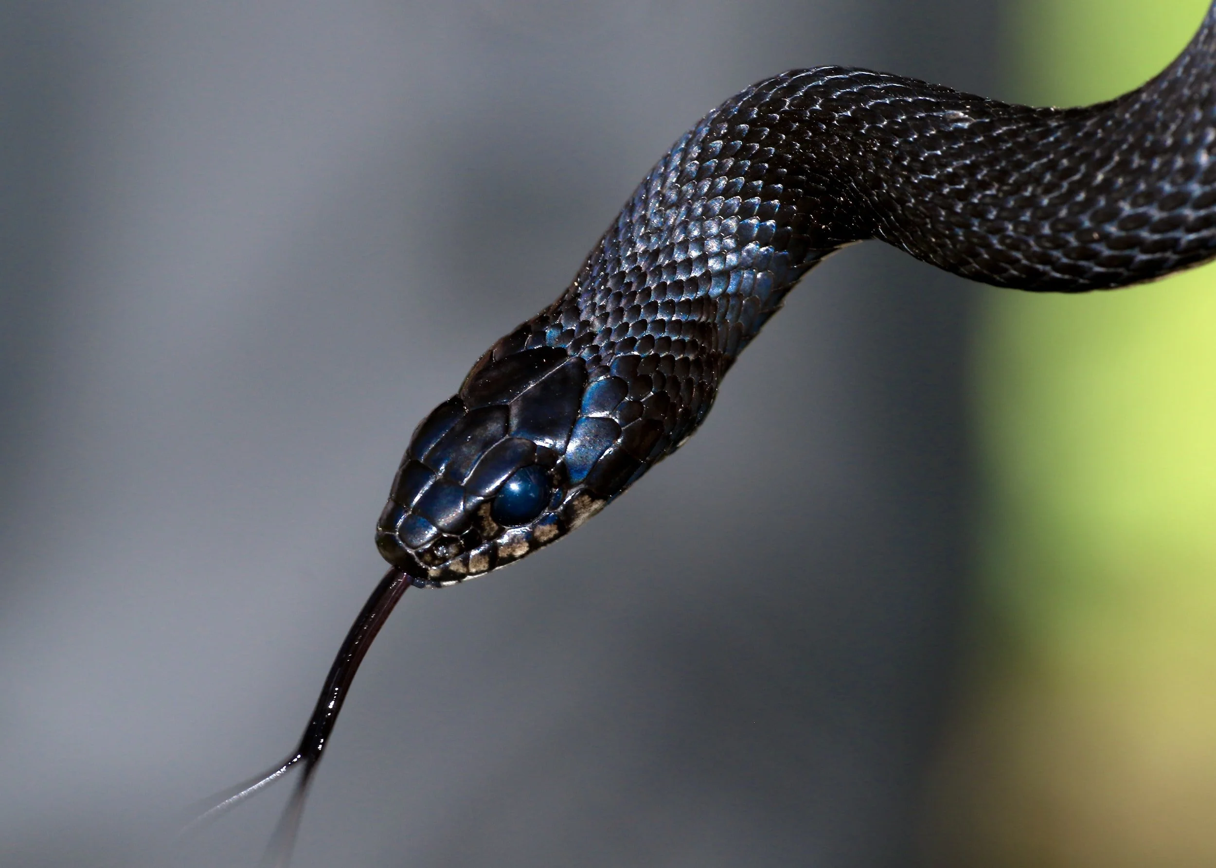 The Black Mamba Isn't Safe But Here Are Snakes Breeds That are Great Pets for Kids