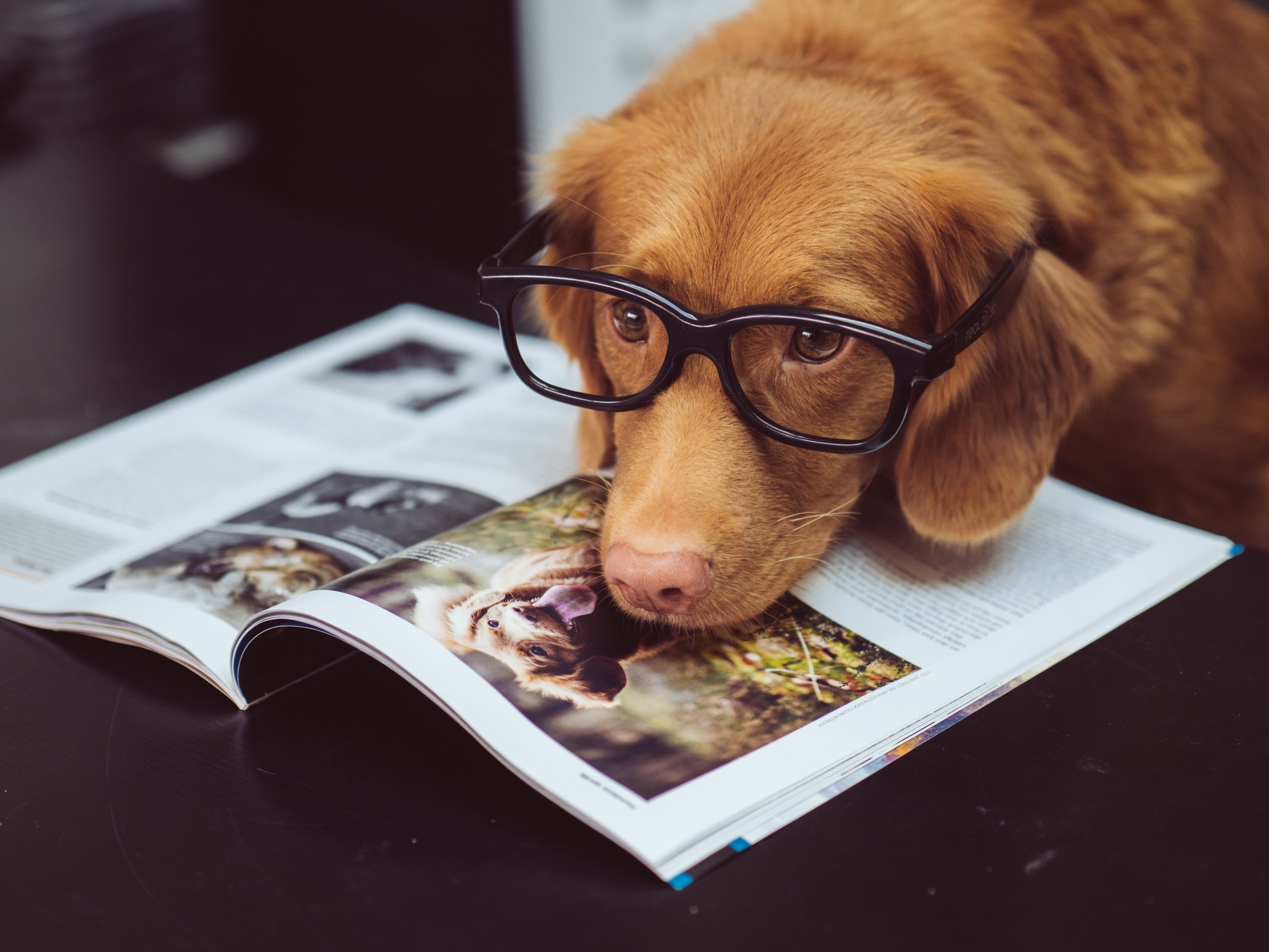 How to Make Your Dog An Insta-Star: Turning Your Pet Into A Celebrity