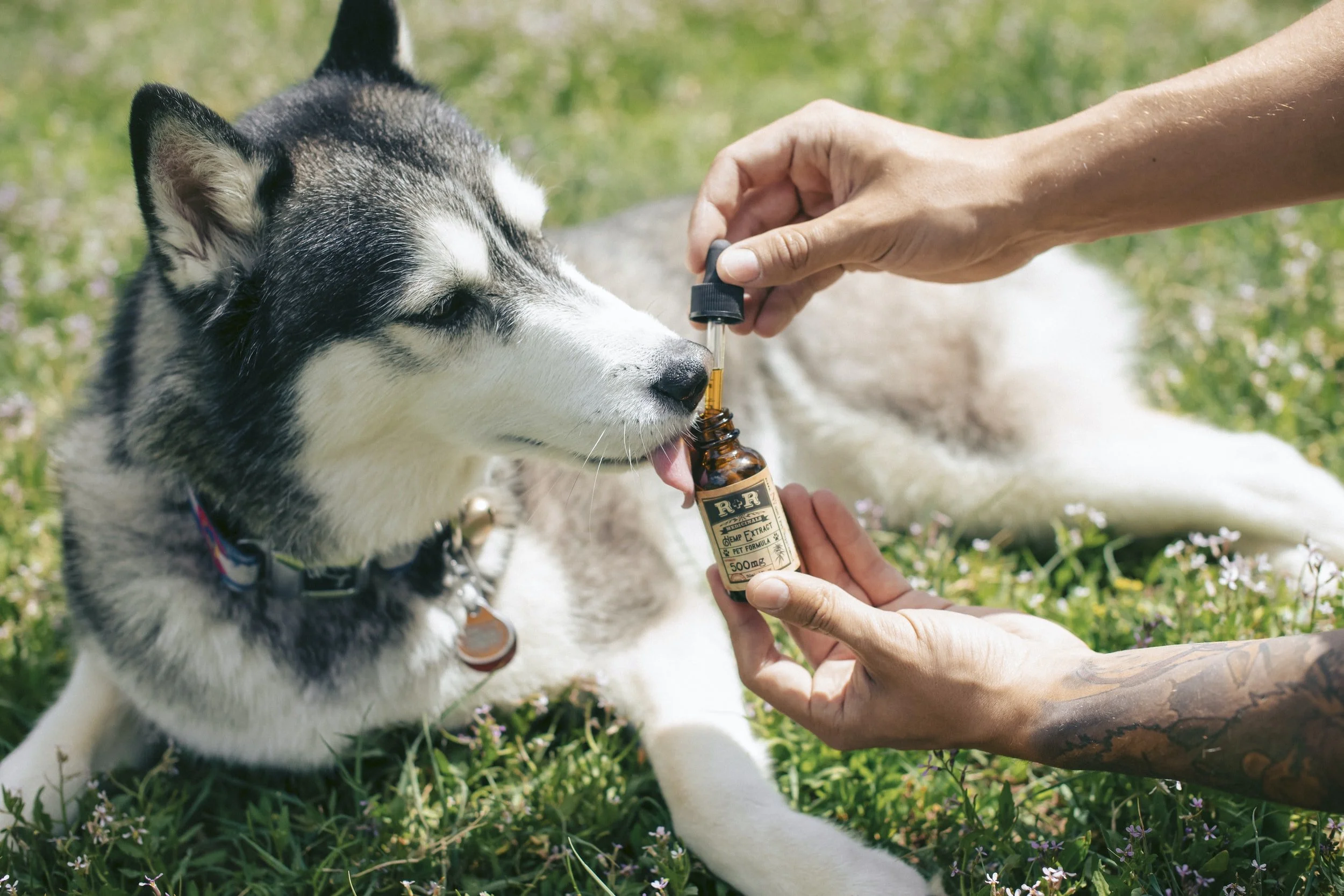 CBD Oil For Dogs - Should You Trust It?