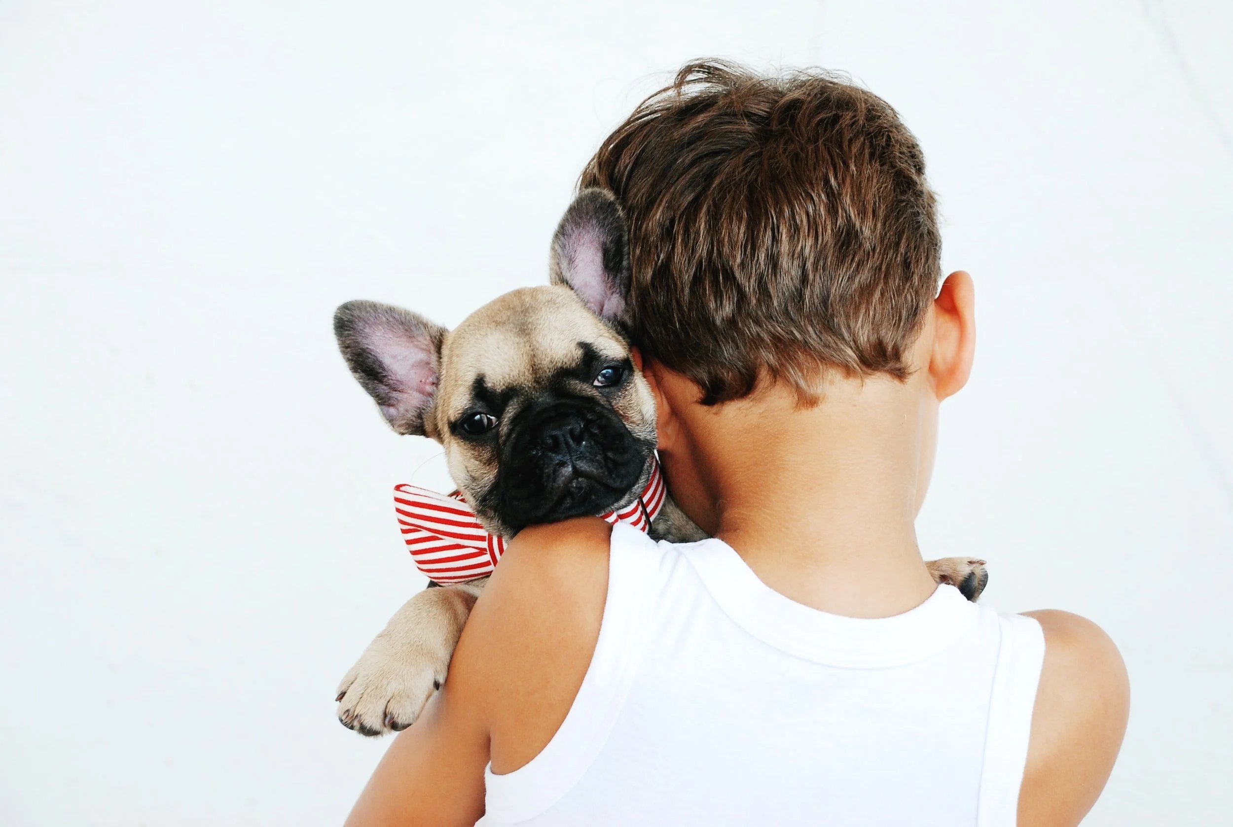 What To Consider Before Purchasing Pet Insurance for Your Cat or Dog
