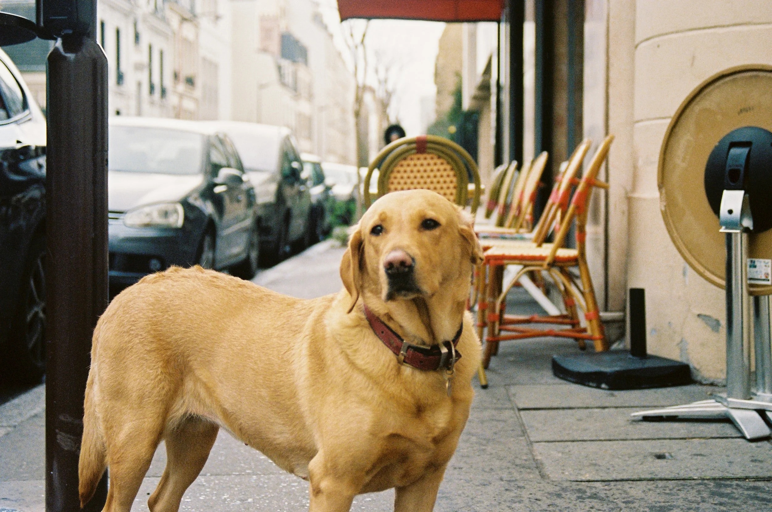 The Best Dog Breeds For First Time Owners