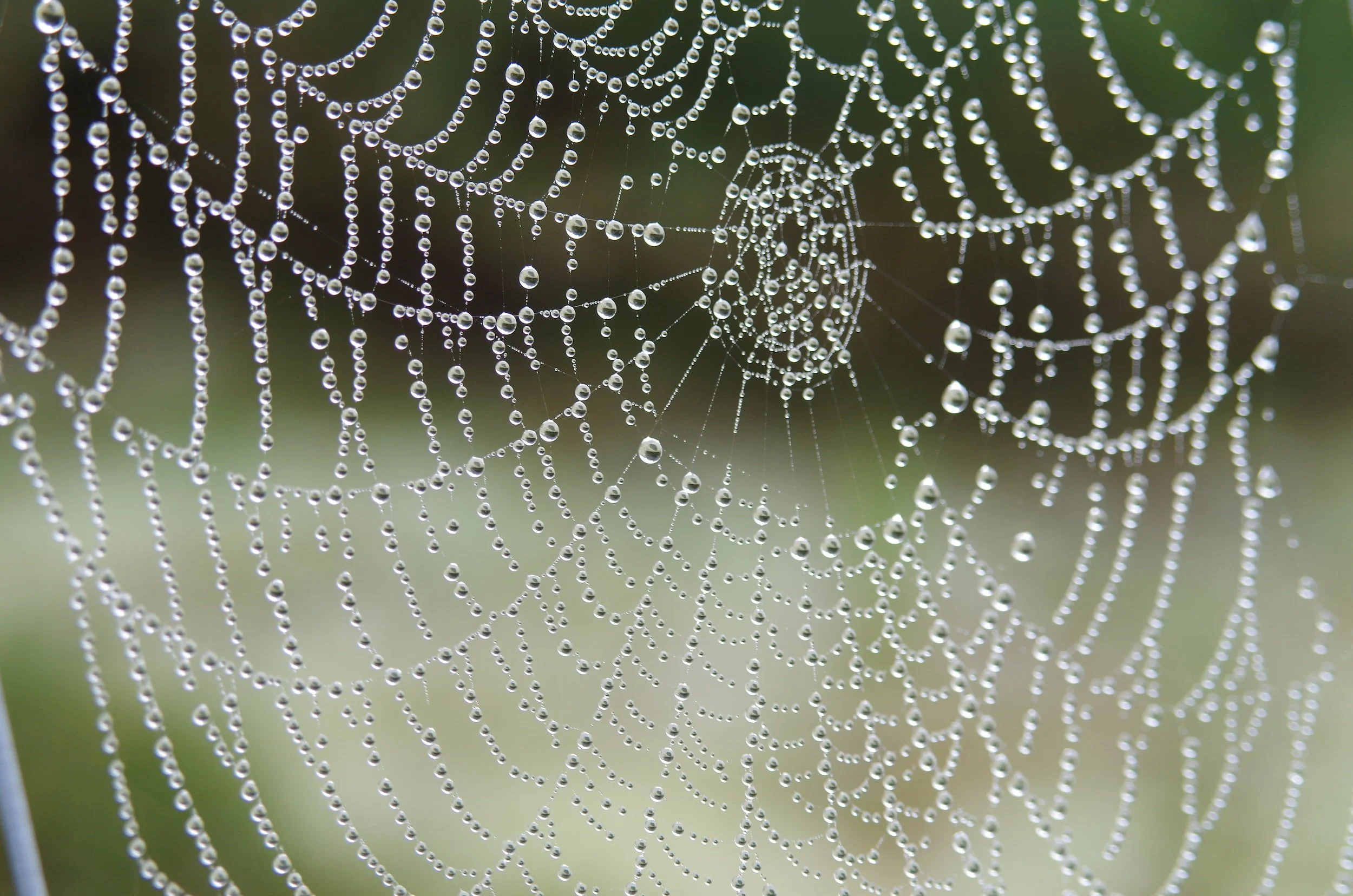 Spider Infestation- Signs, Causes, and Solutions