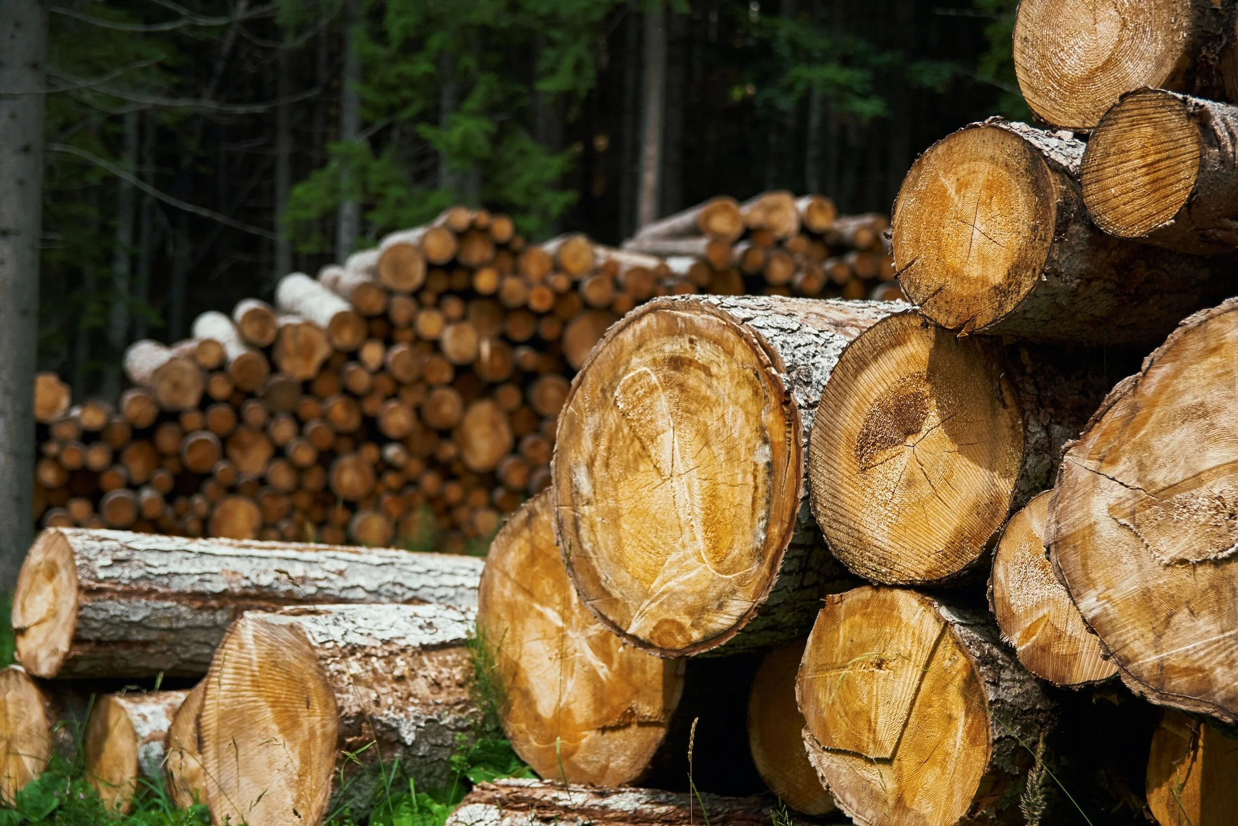 75 Percent Of Exclusive Hardwood May Be Illegally Harvested