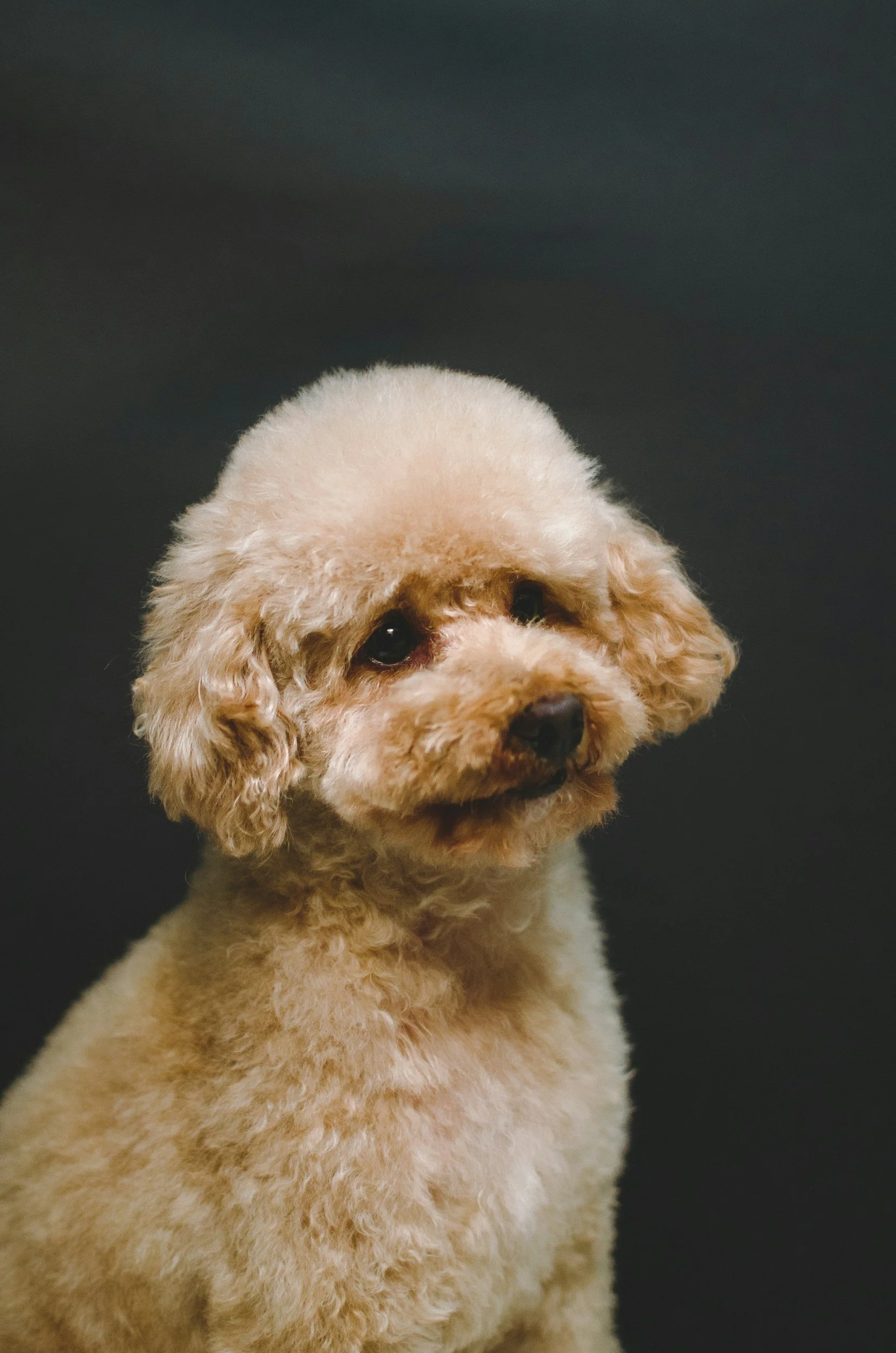 Doxiepoo Health Issues