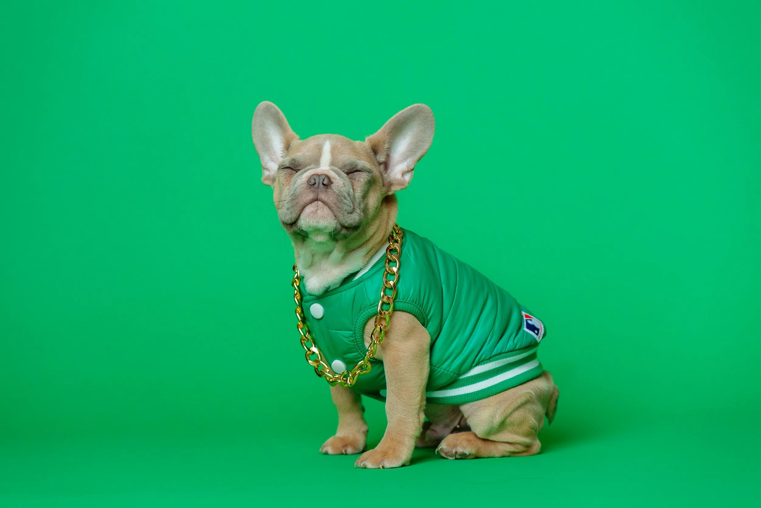 Latest Trends in Dog Fashion: A Look at What's Hot in the Pet World