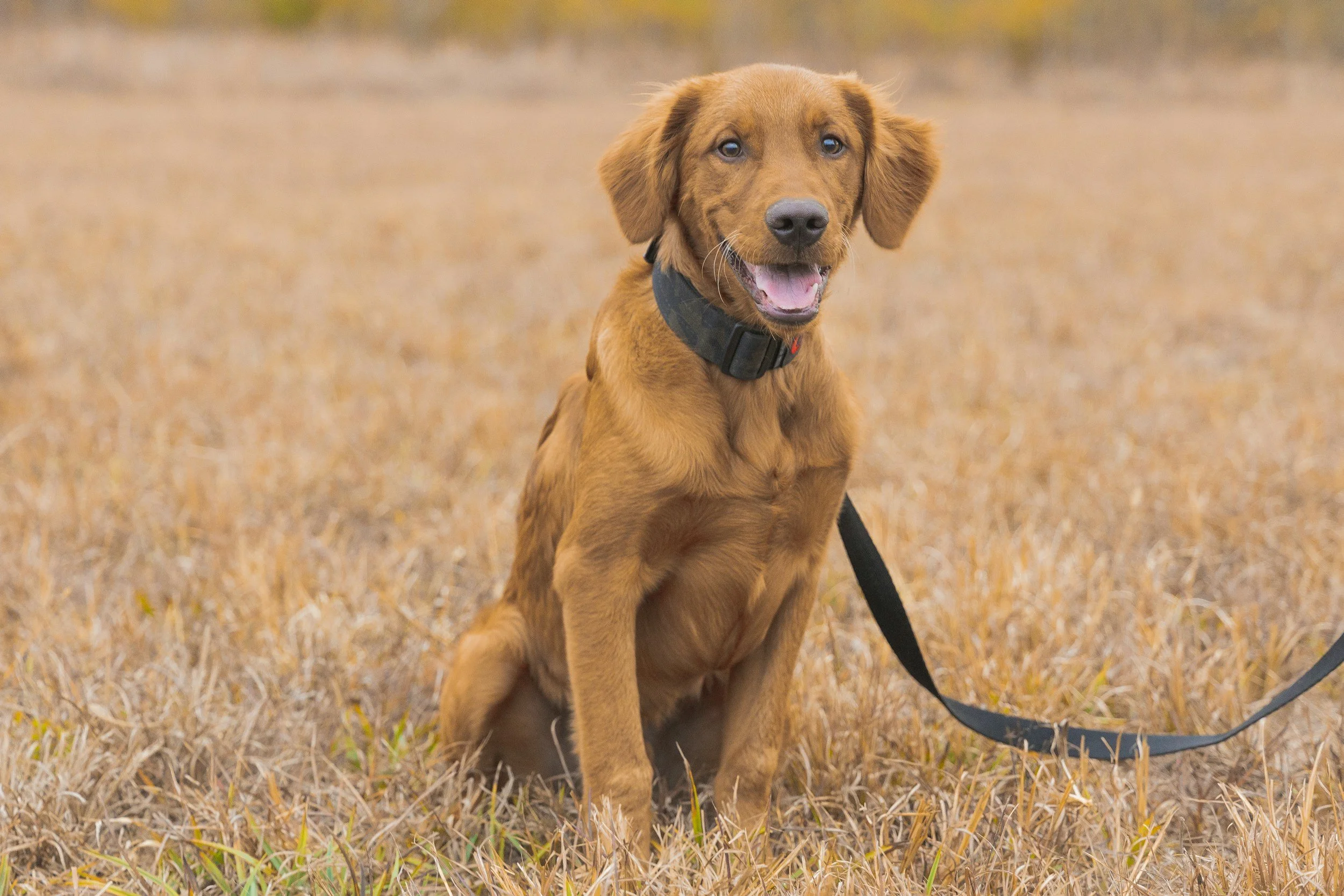 Essential Training Tips for a Happy and Well-Behaved Dog