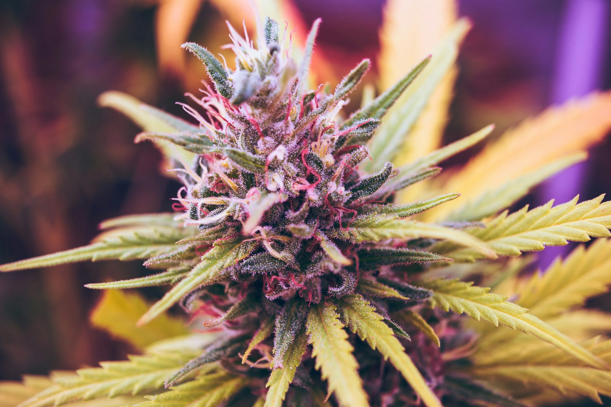 Ways to Find Industry-Leading Cannabis Education at Your Fingertips