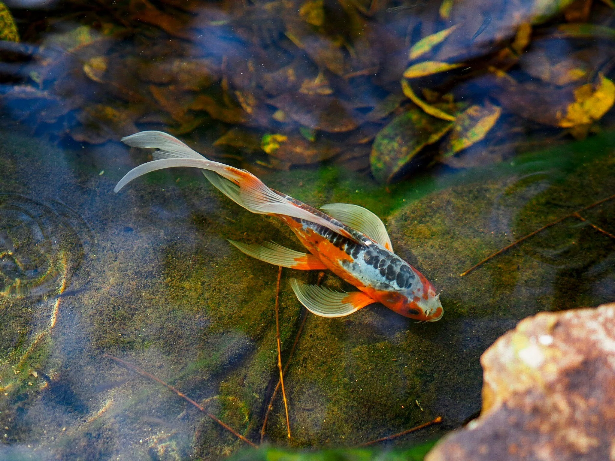 Selecting Premium Koi Food: Key Factors for Nurturing Your Koi Fish
