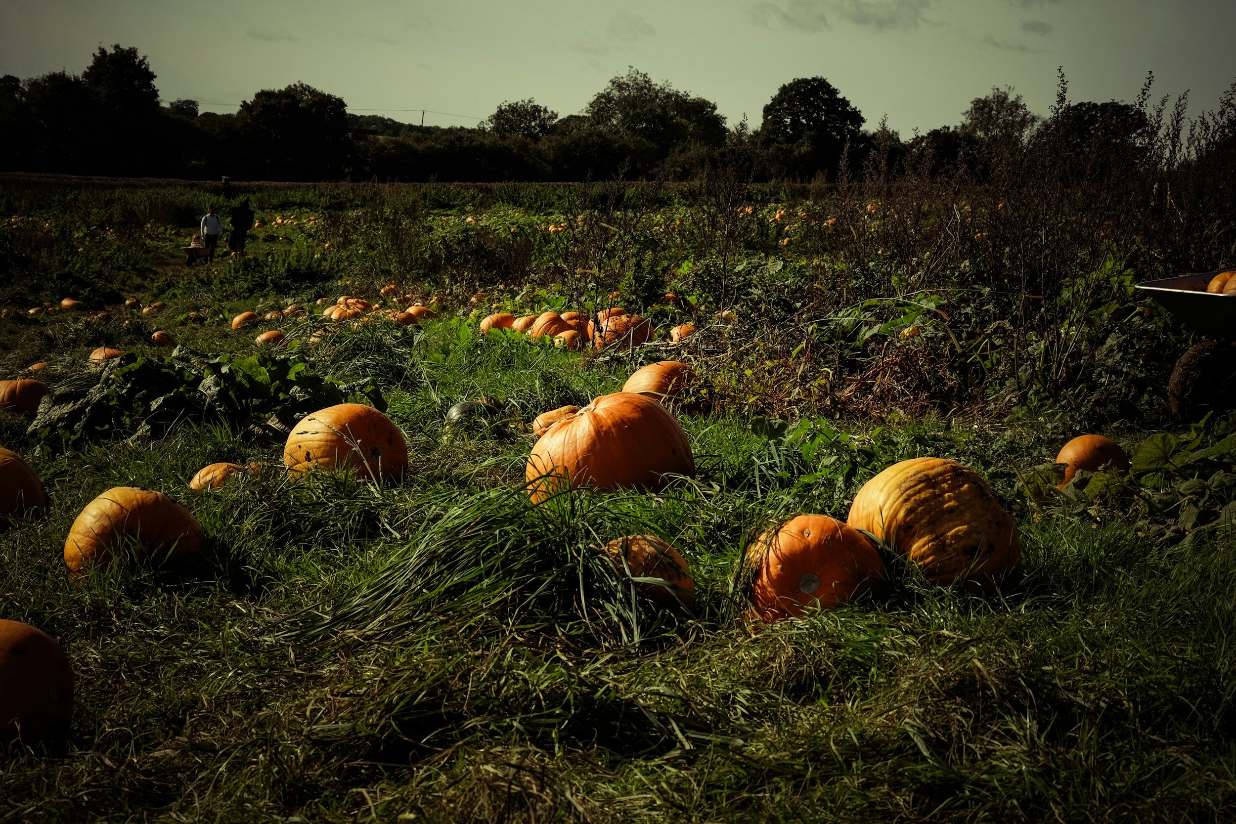 Green on Halloween: How to be an Eco-Friendly Observer
