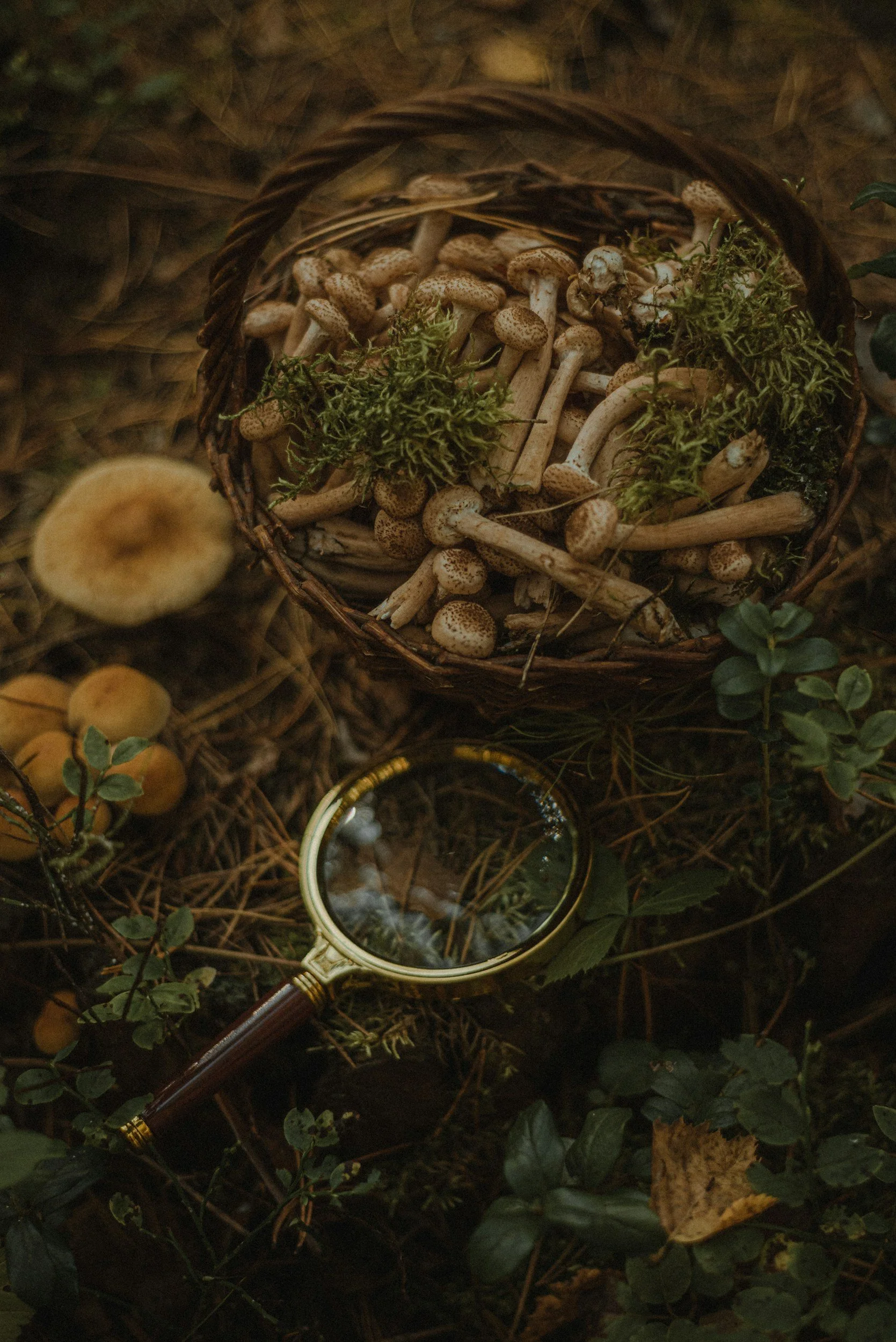 Fungi Fascination: Why Are Mushrooms So Trendy