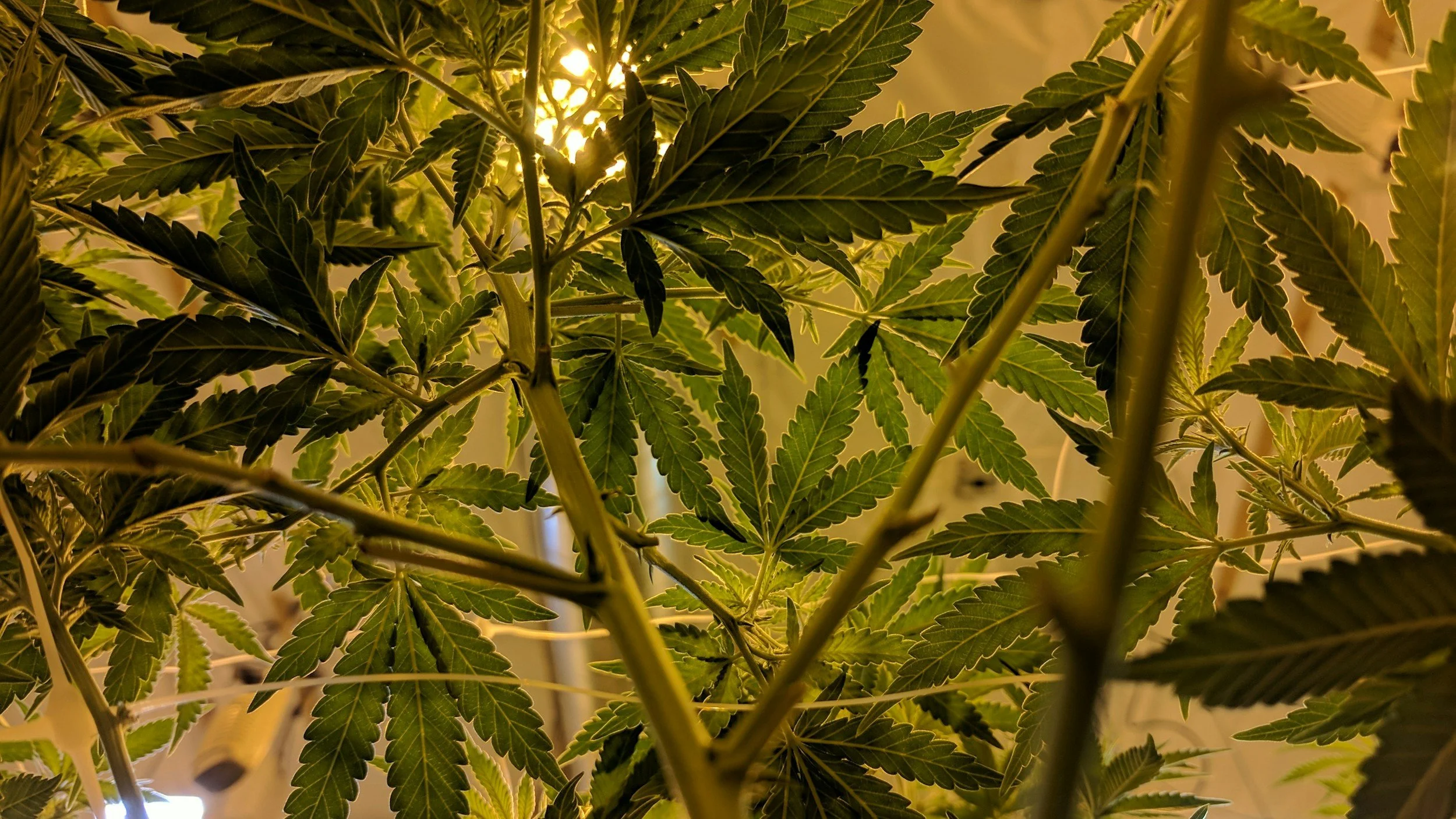 The Benefits of Feminized Seeds for Small-Scale and Commercial Cannabis Cultivation