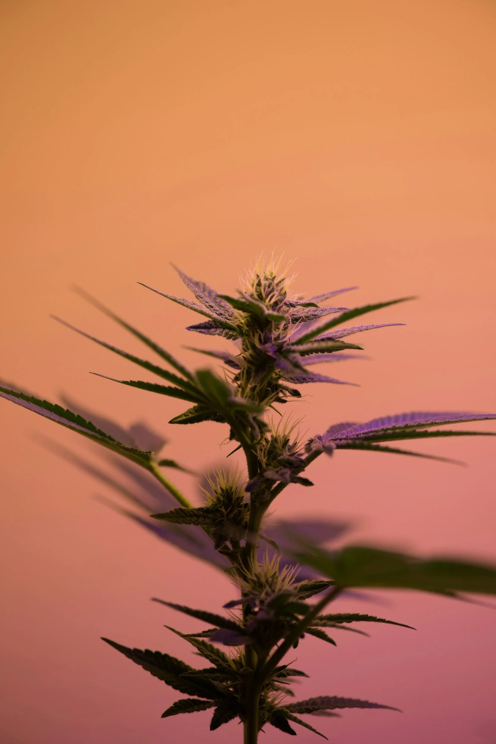 Types of Kratom Strains: A Complete Guide to Benefits and Effects