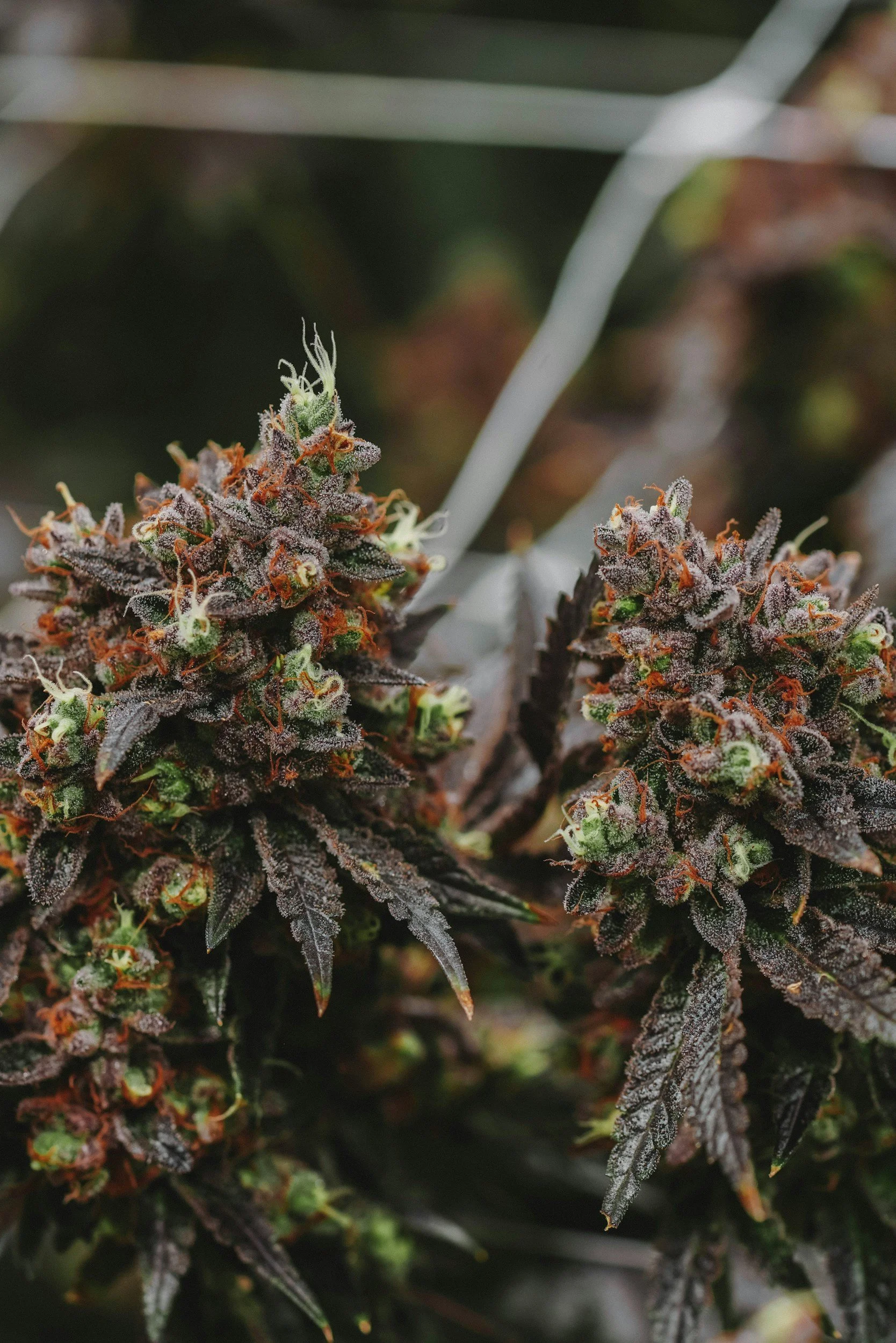 Rolling Satisfaction: How to Choose the Best THCA Pre-Rolls for Your Relaxation Routine