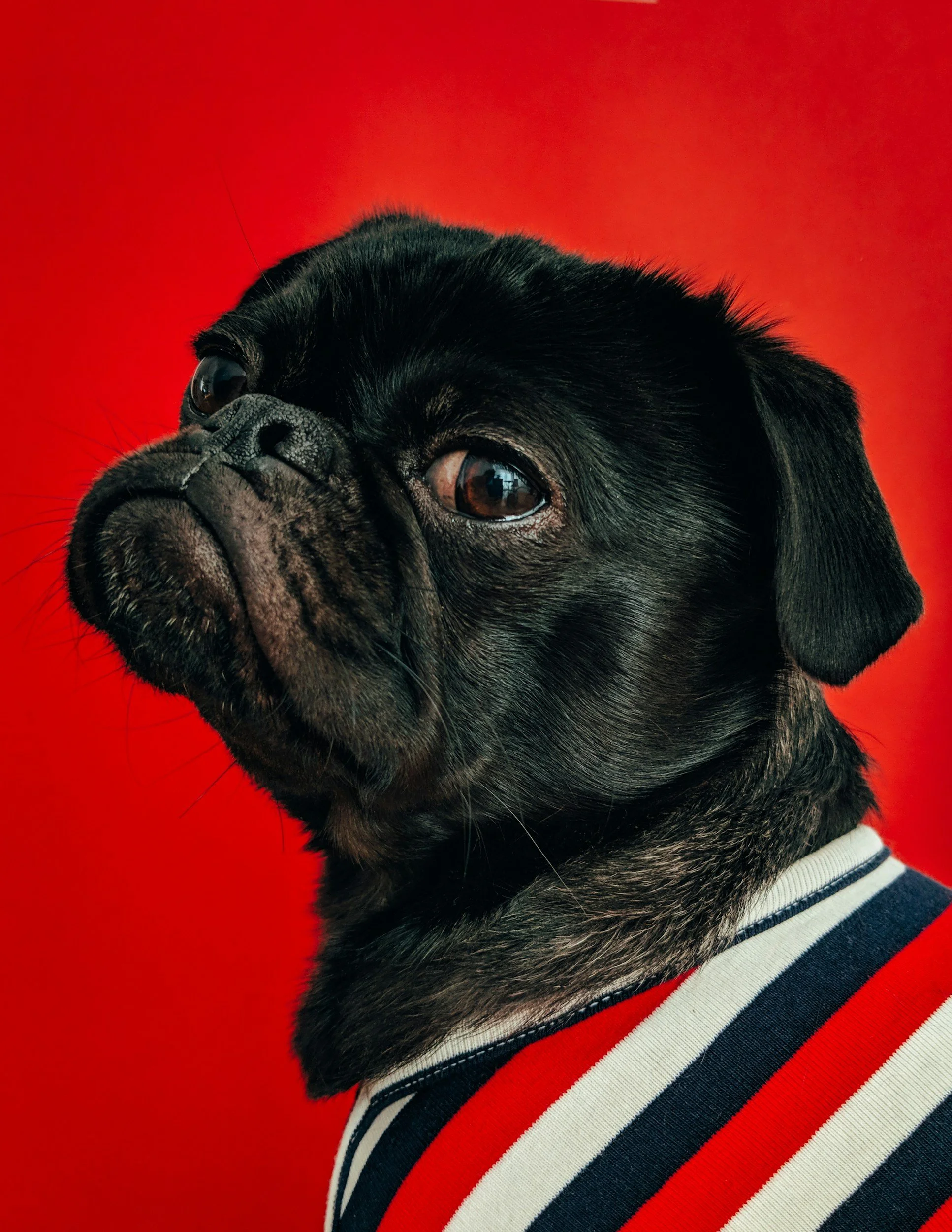 Why Your Dog Deserves a Quality Bed: Key Benefits Explained