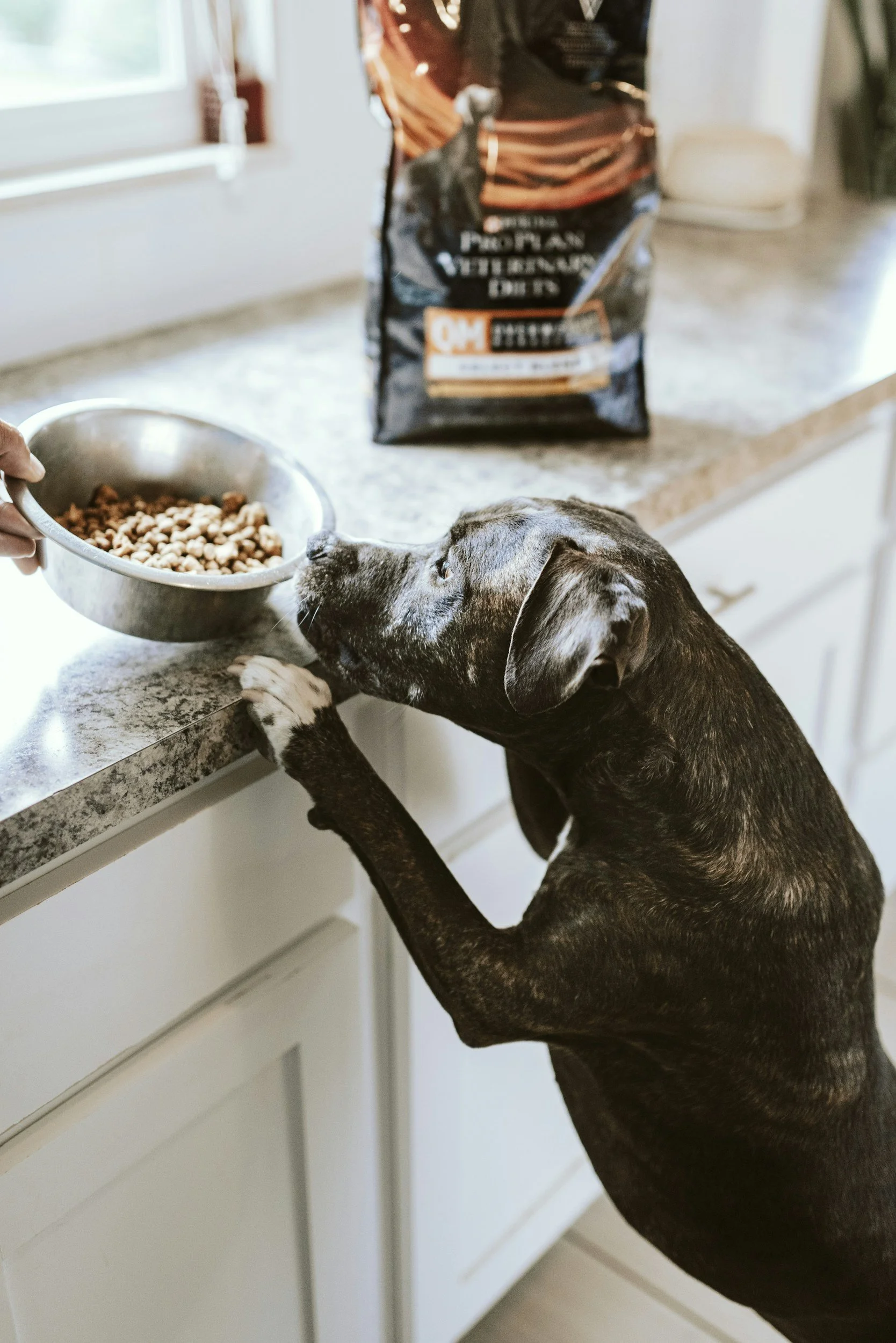 How Fresh Dog Food Can Improve Your Dog’s Digestion