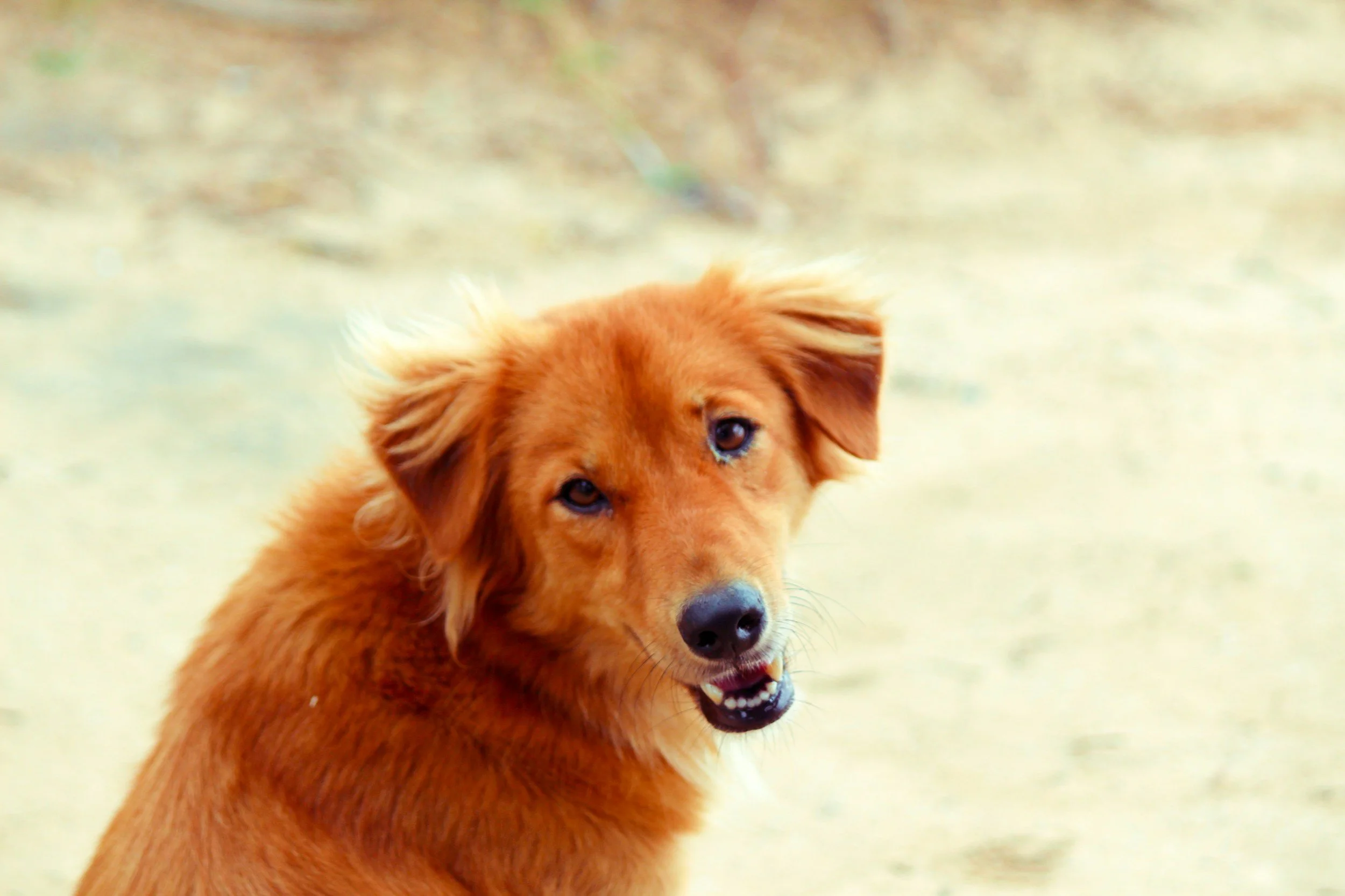How to Save Big on Pet Insurance: 6 Tips You Need to Know