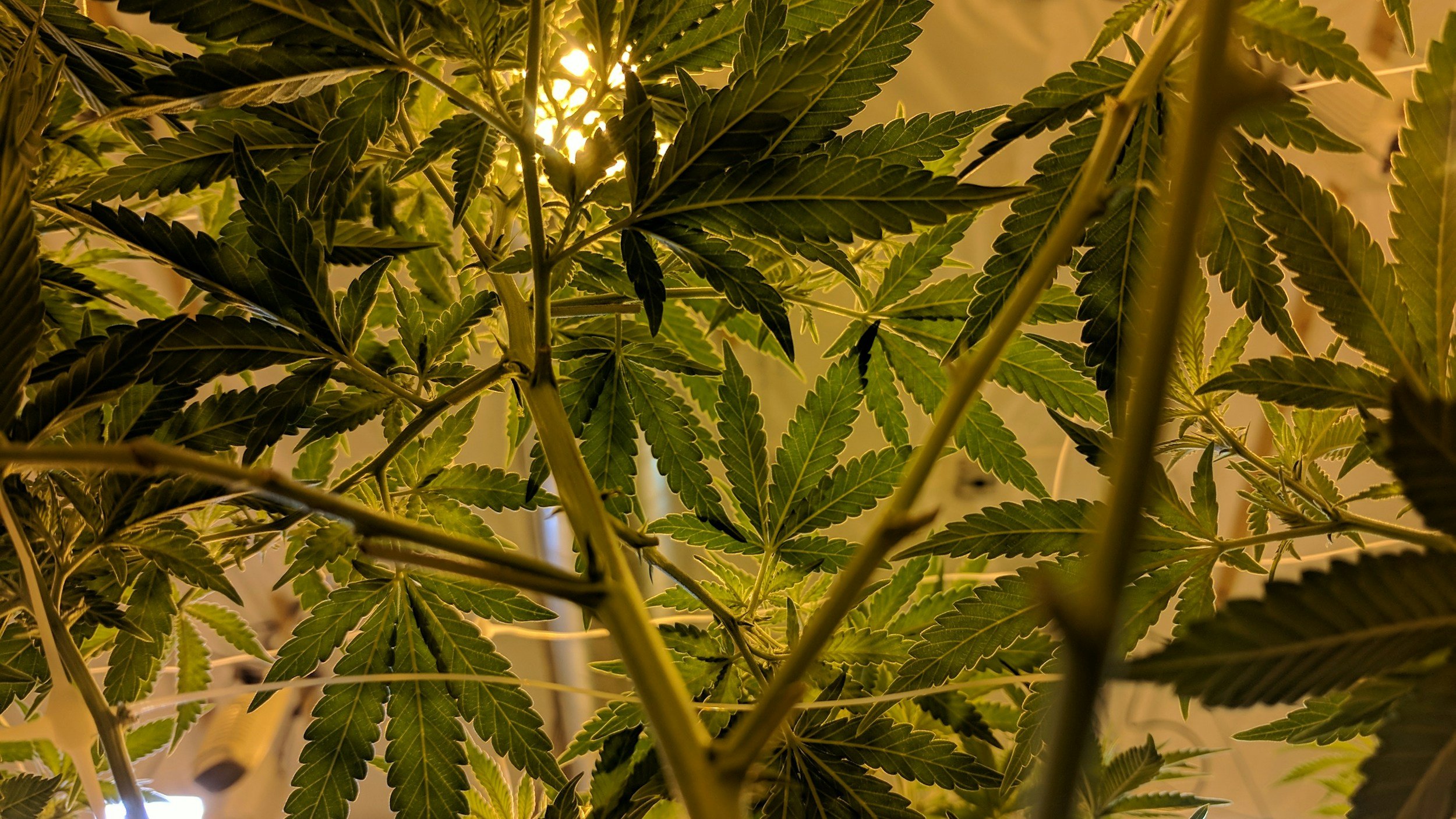 Buying Cannabis-related Products: Here's What You Need to Know