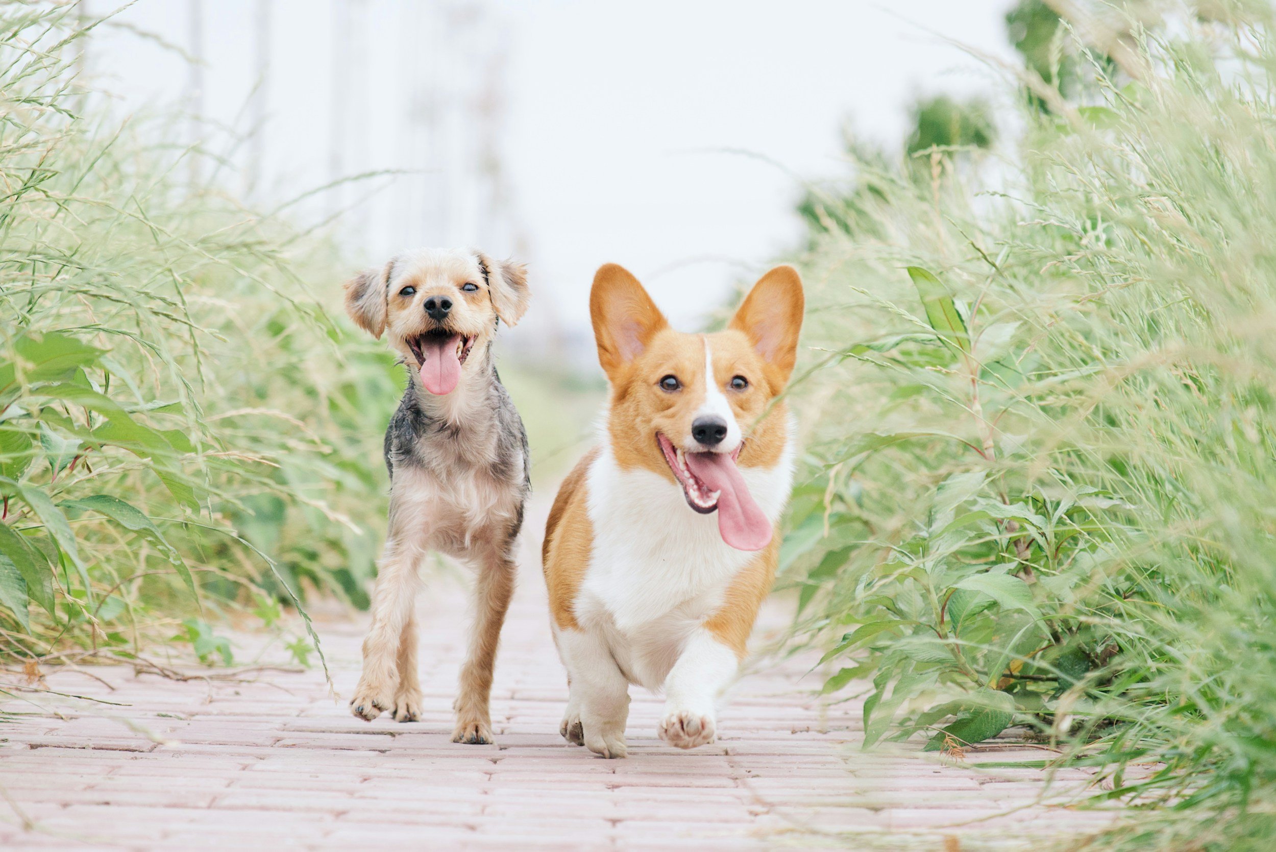 Homemade vs. Store-Bought Dog Food: Which is Healthier?