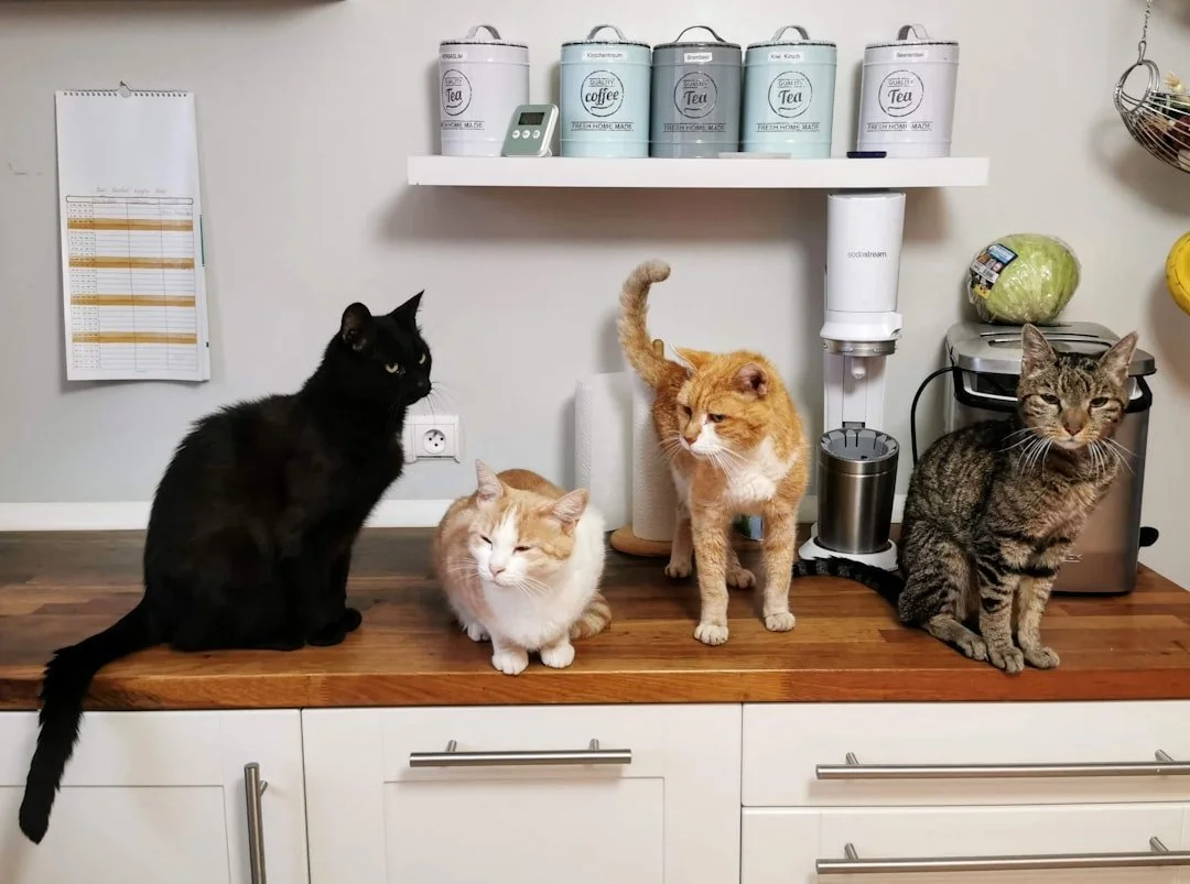How Often Should You Clean the Litter Box