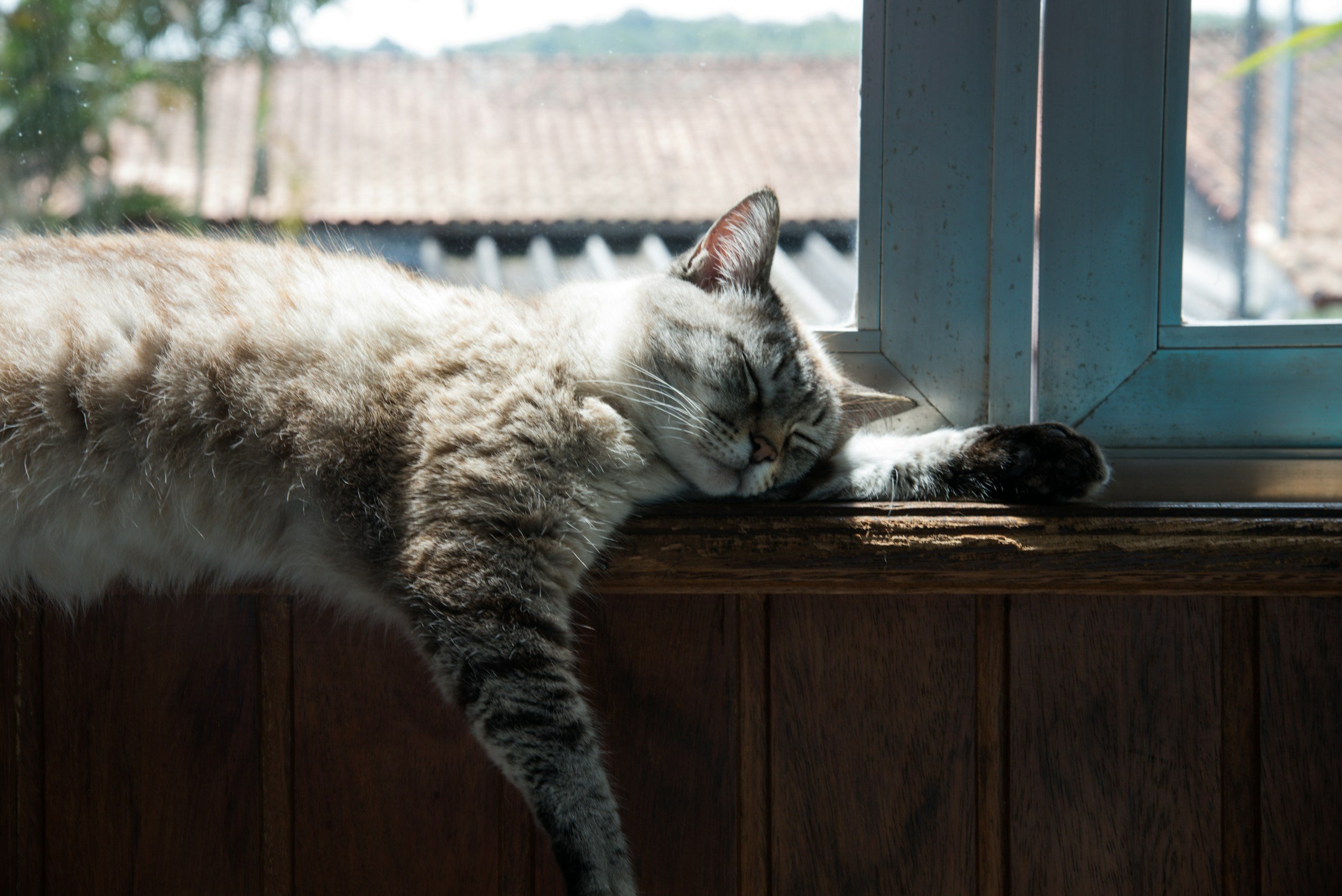 Can CBD Alleviate Suffering in Cats? A Deep Dive into Unconventional Treatments for Your Beloved Pets