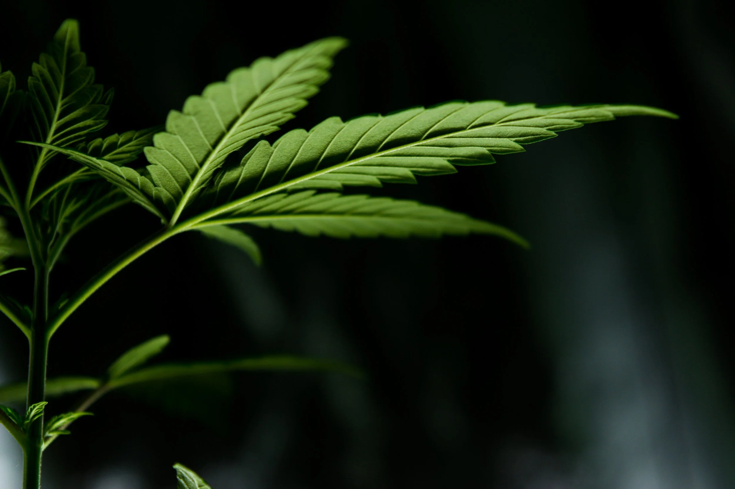 The 5 Key Characteristics of A High Quality Cannabis Seed Bank To Look Out For