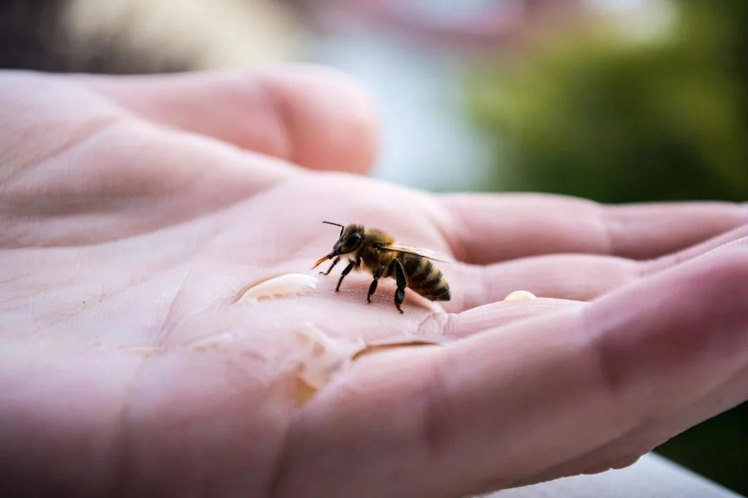 Choosing the Right Bee Keeper Suit Based on Your Experience Level
