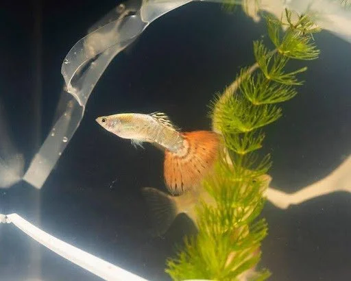 The Curious Case of Fish Swimming Upside Down: Mystery Behind This Behavior