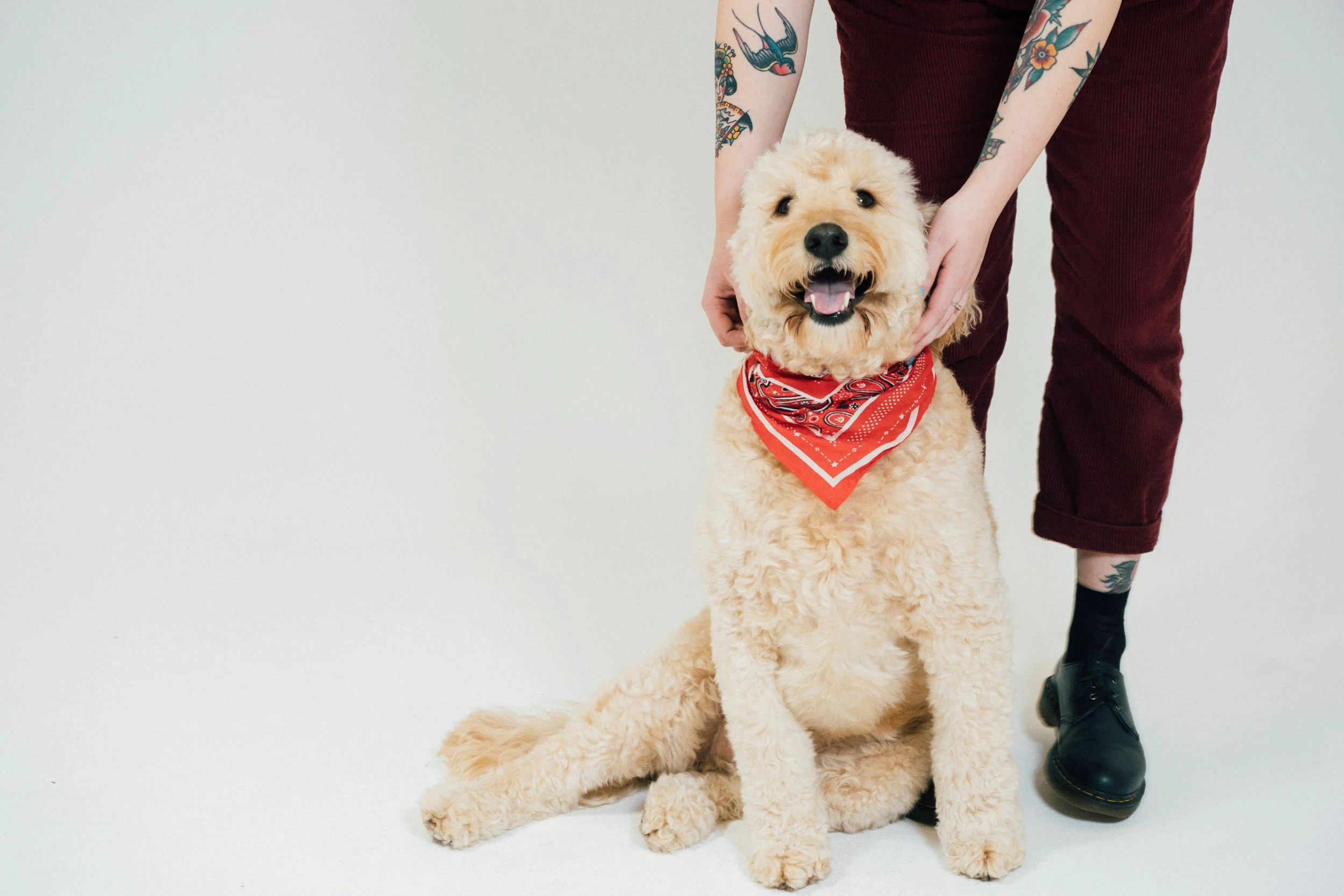 Why Every Dog Deserves a Stylish Bandana This Year